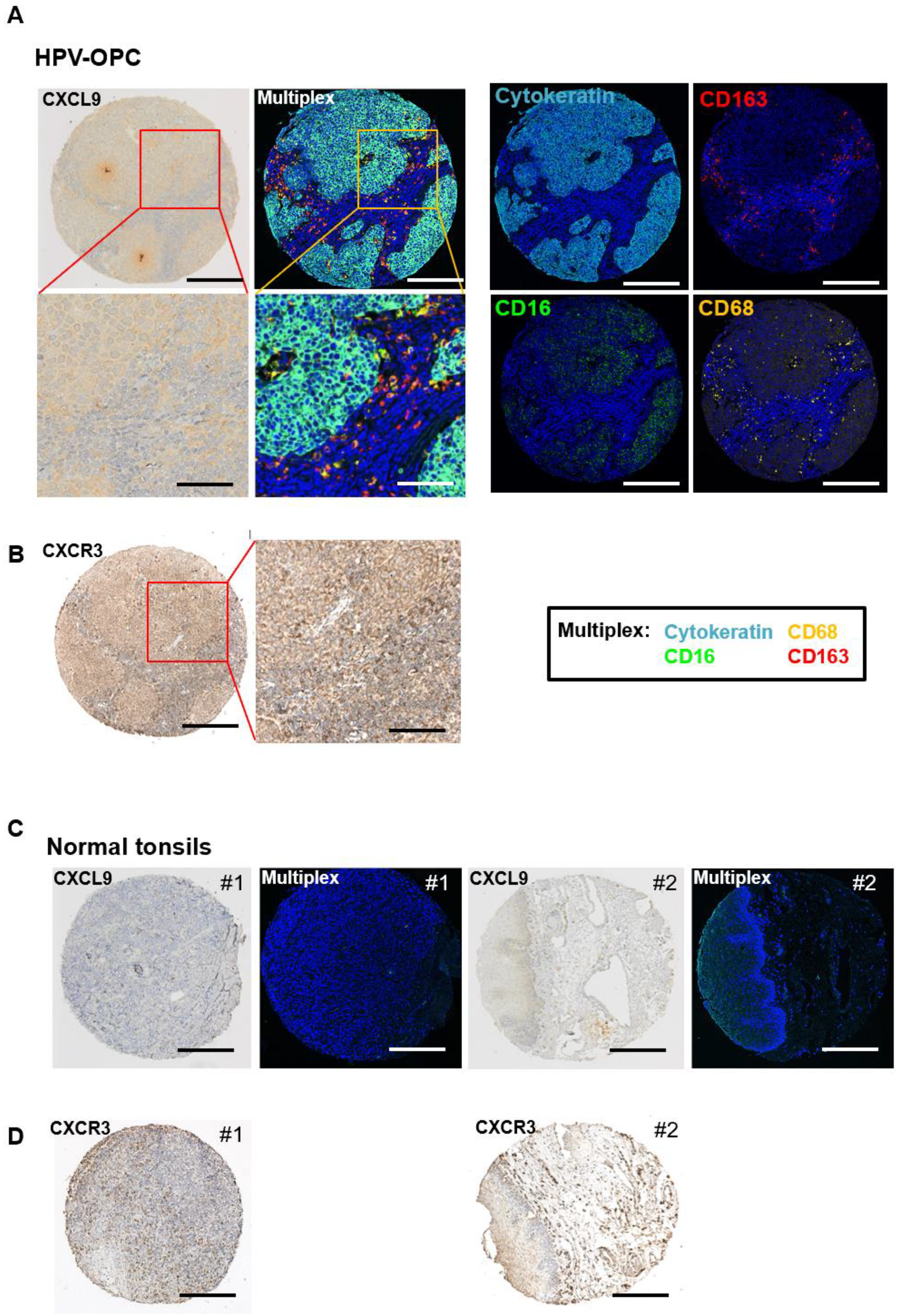 Cancers 15 04379 g005