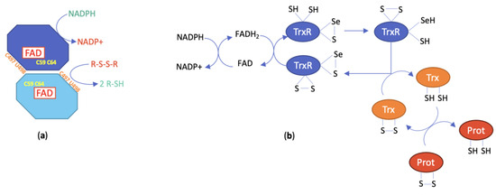 Cancers 15 04448 g002