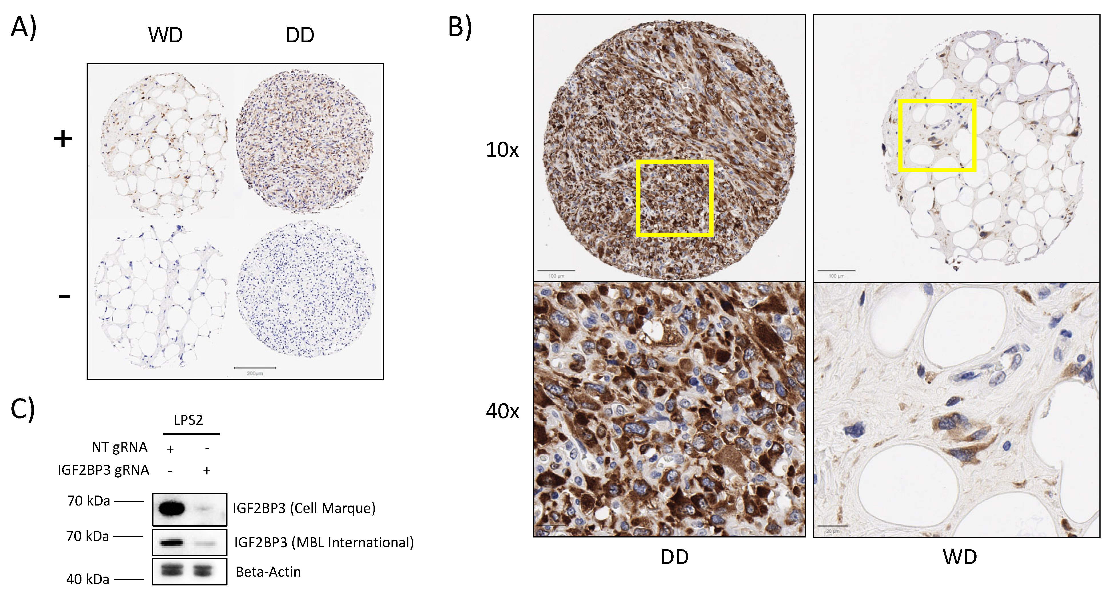 Cancers 15 04489 g003