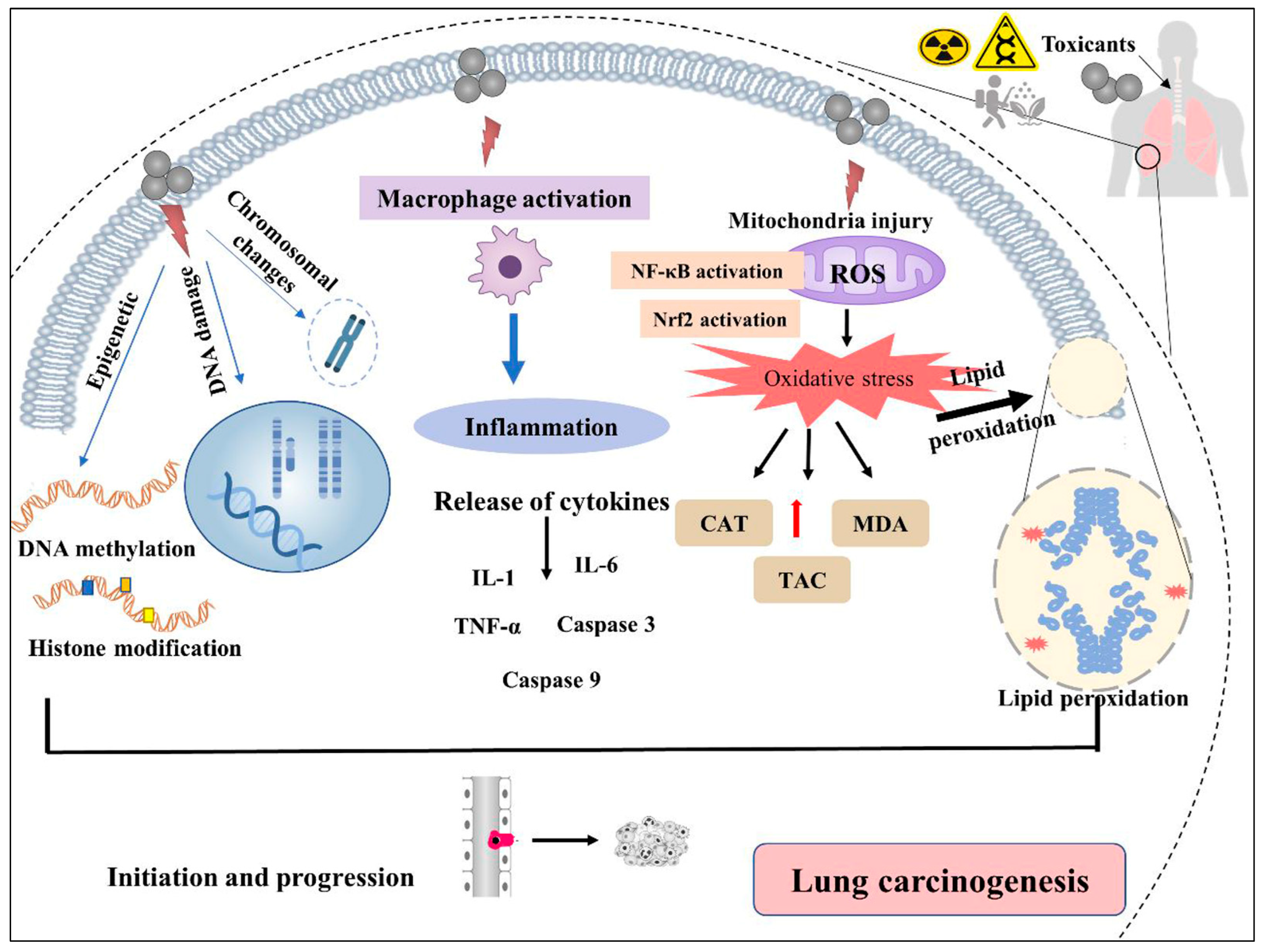 Cancers 15 04525 g004 Cancers 15 04525 g004