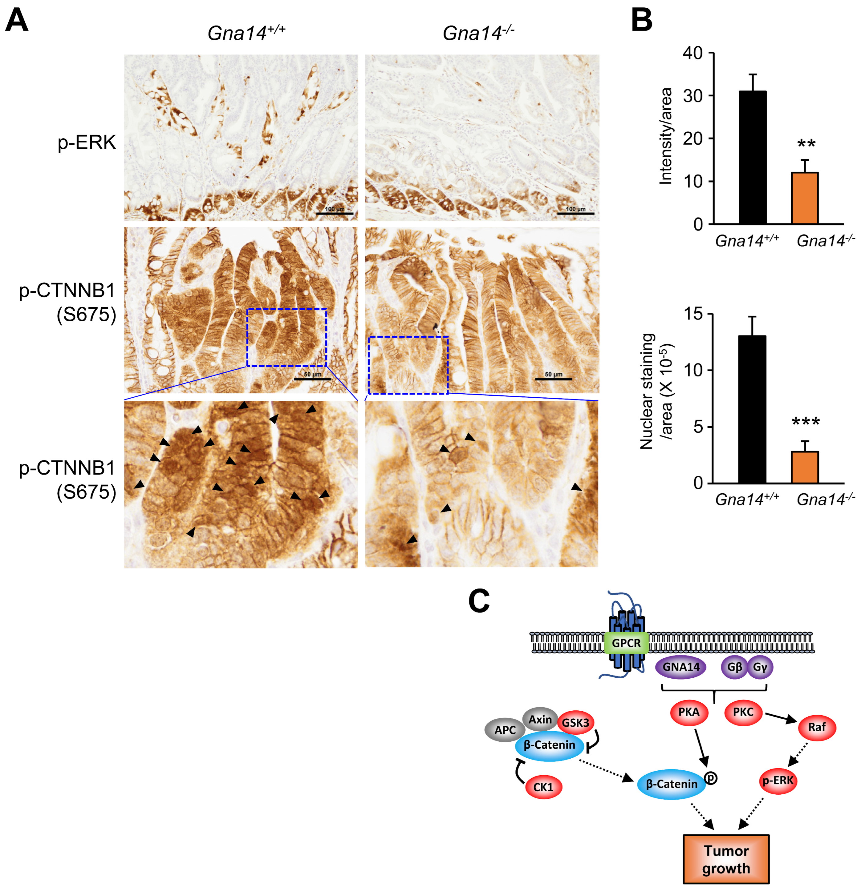 Cancers 15 04572 g007