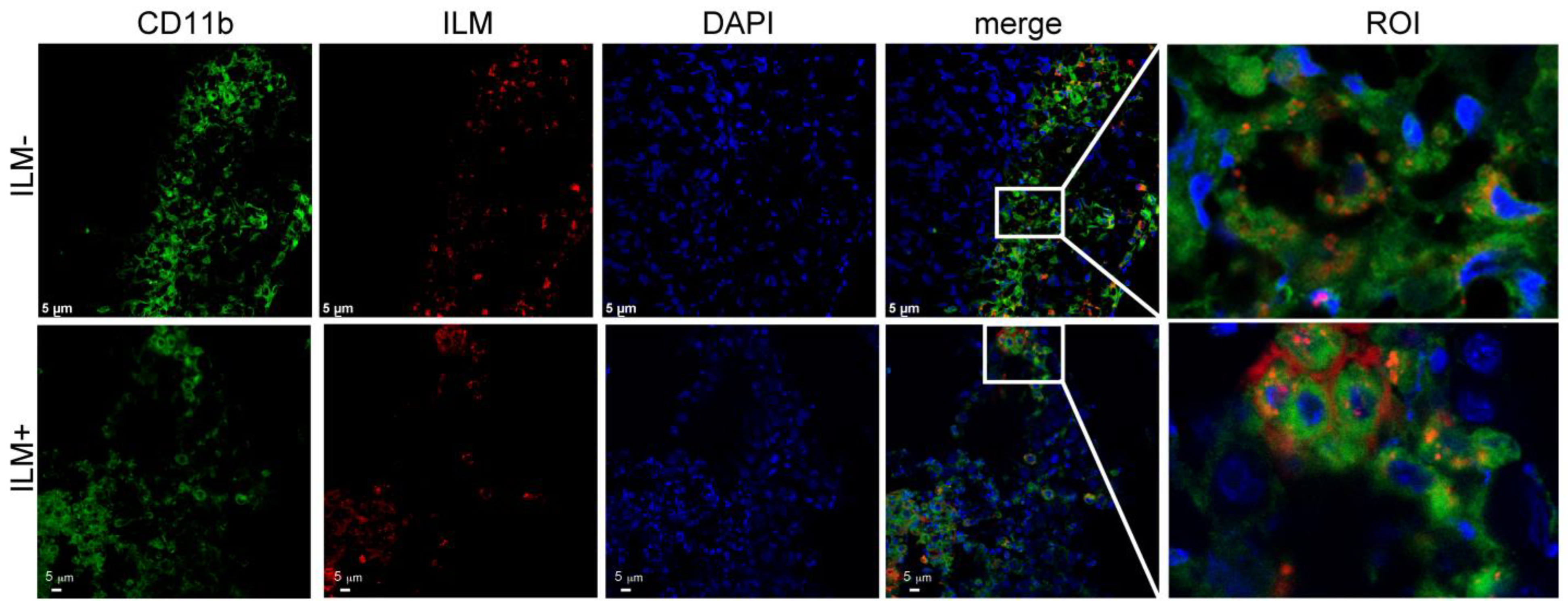 Cancers 15 04626 g007