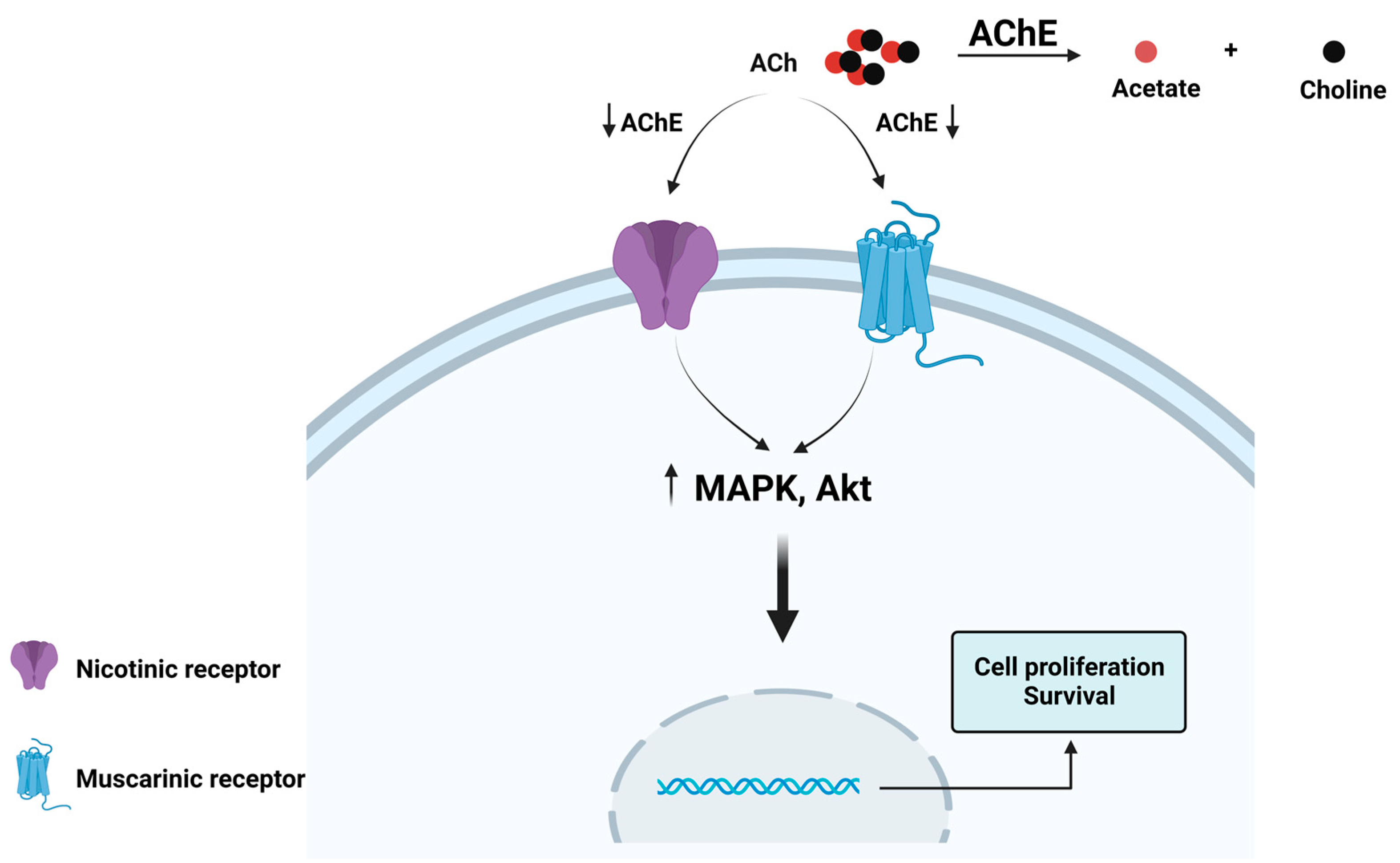 Cancers 15 04629 g003