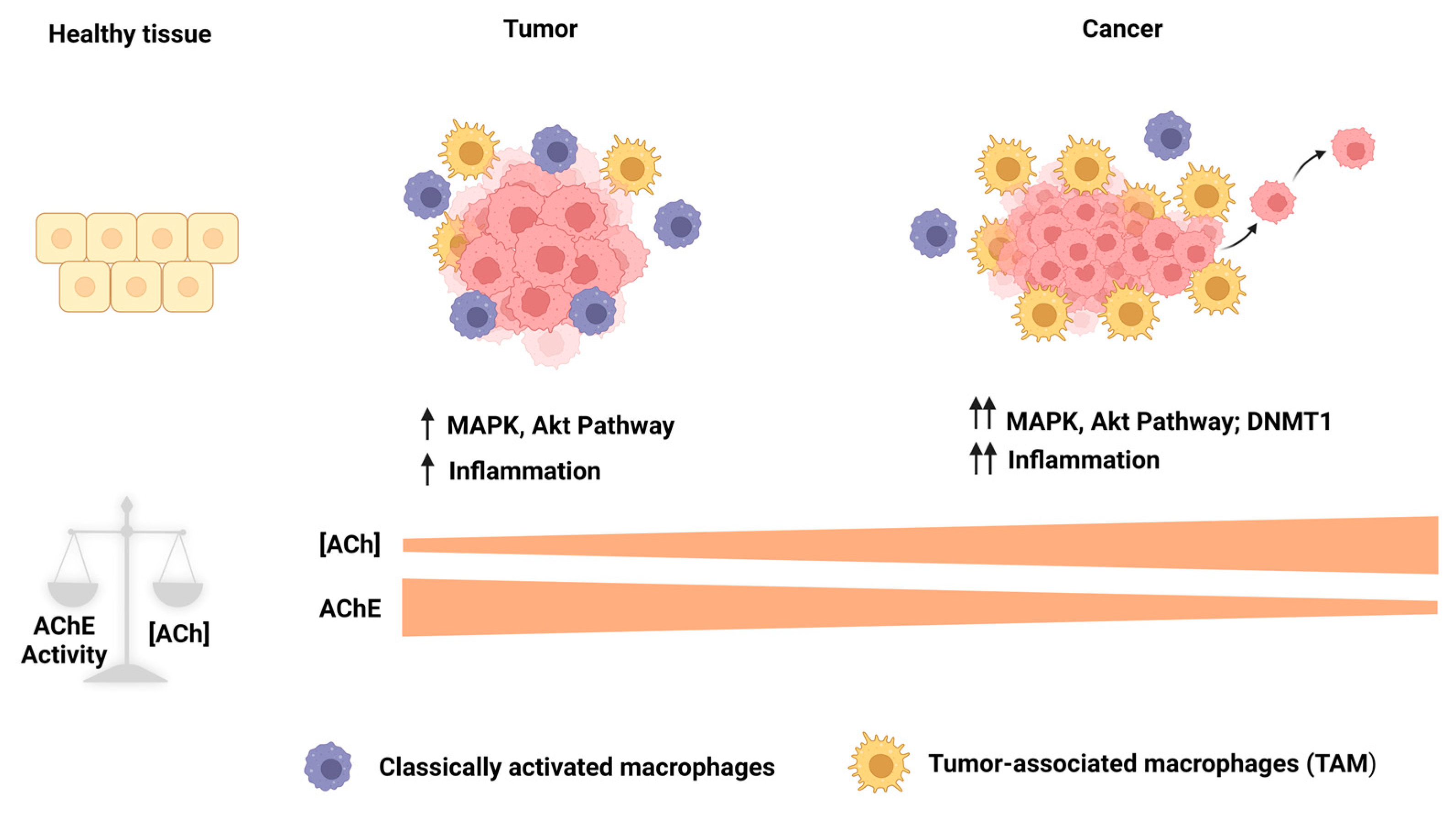 Cancers 15 04629 g012