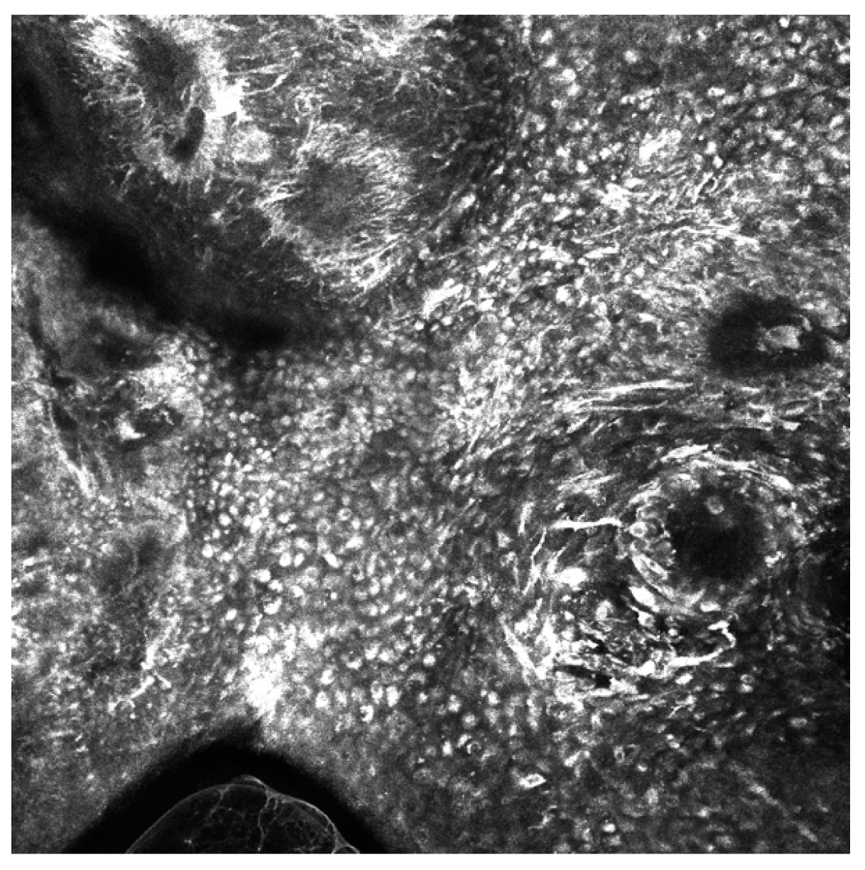 Cancers 15 04694 g002