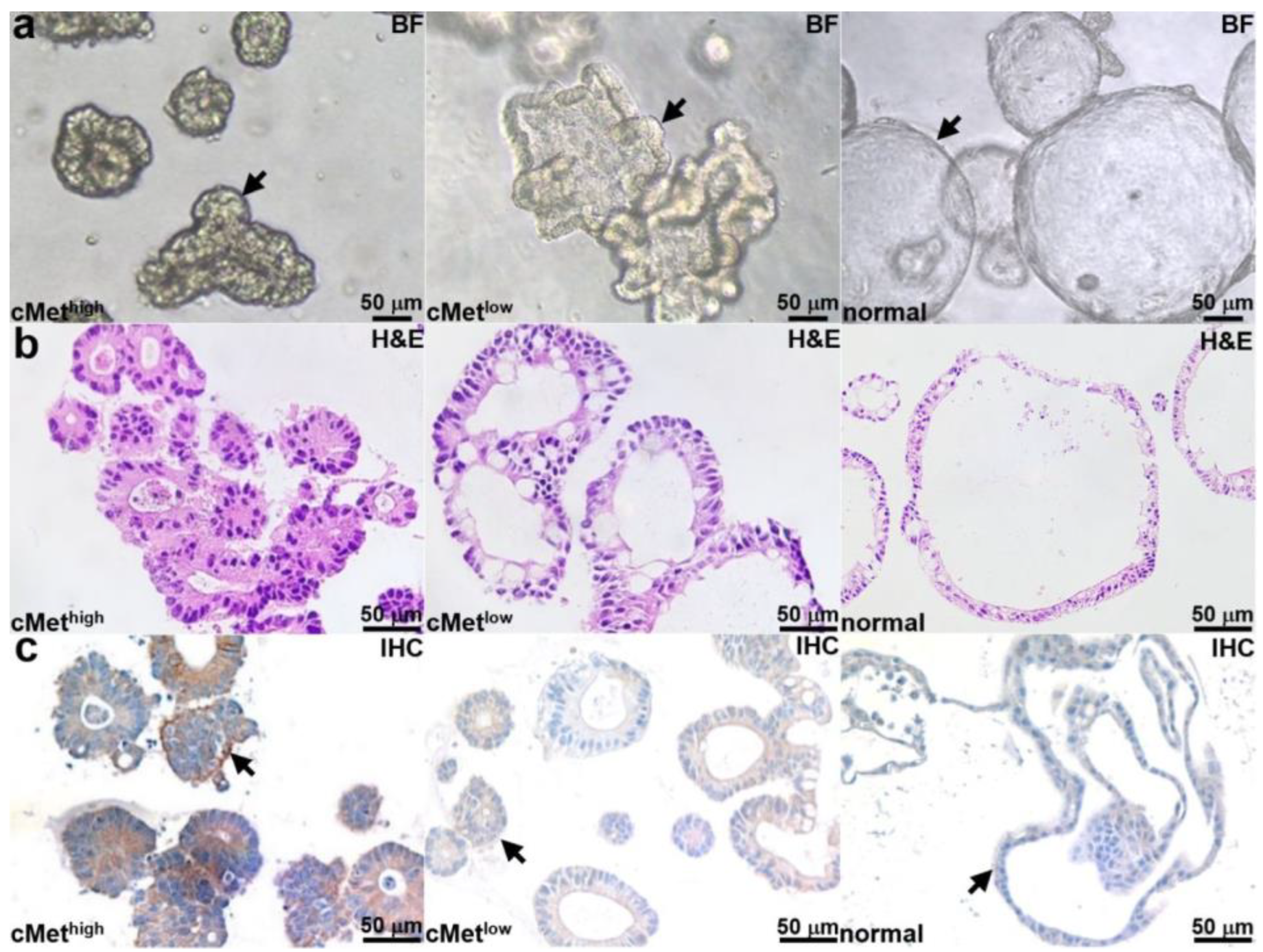 Cancers 15 04795 g002