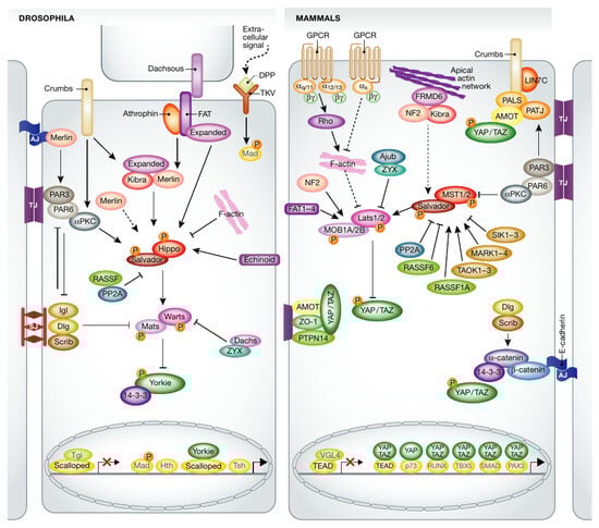 Cancers 15 04840 g002