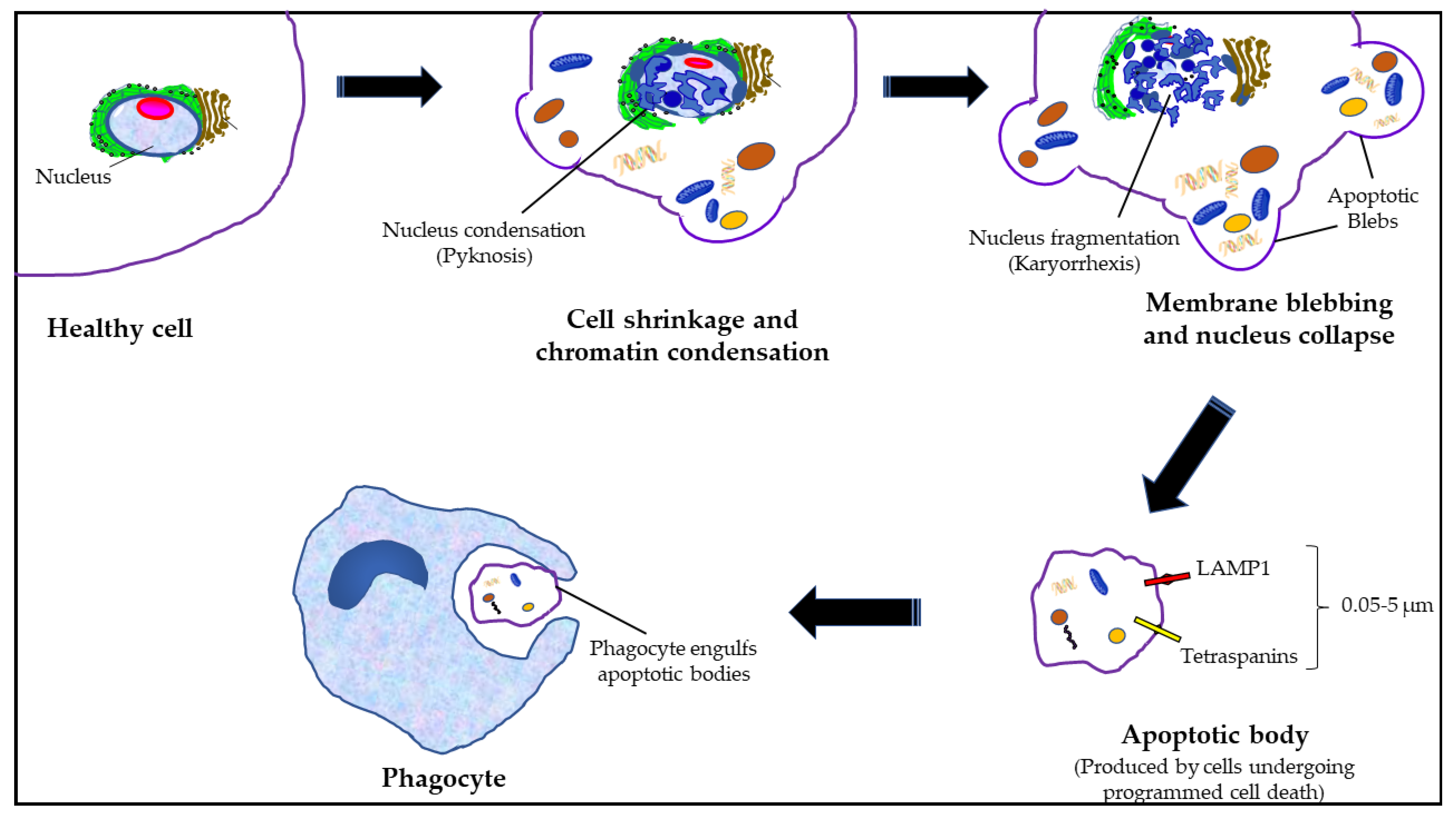 Cancers 15 04879 g002
