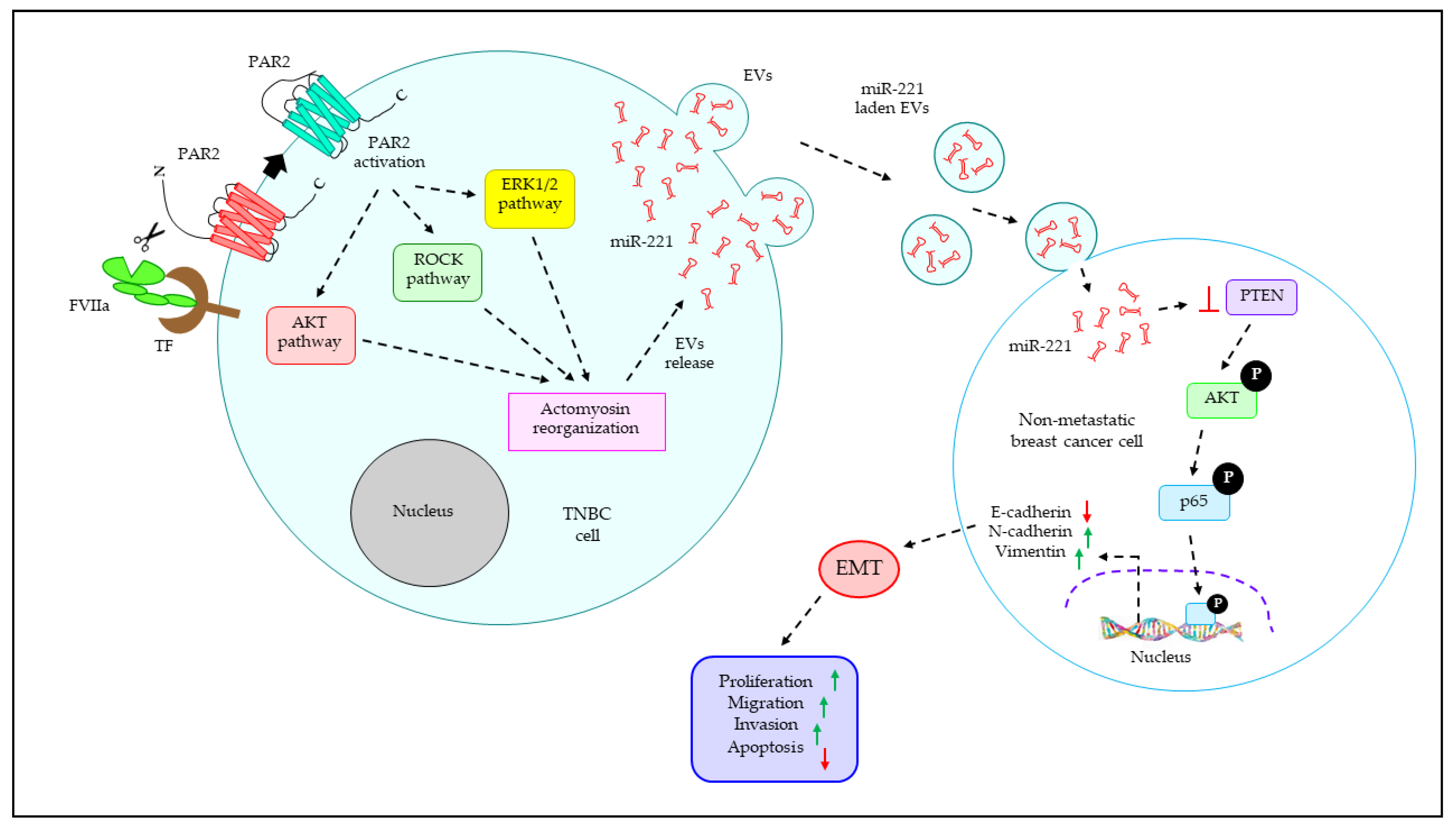 Cancers 15 04879 g005