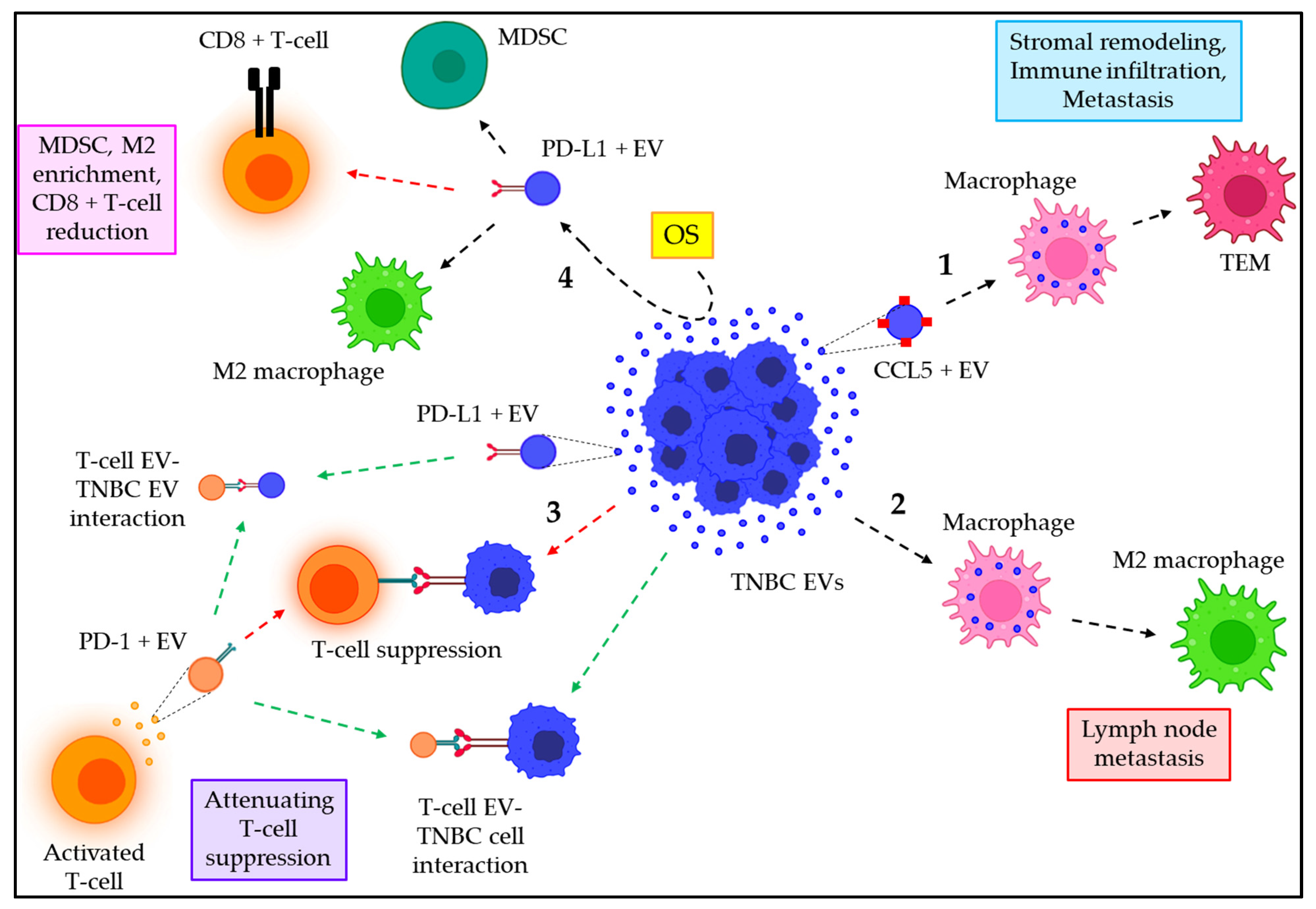 Cancers 15 04879 g007