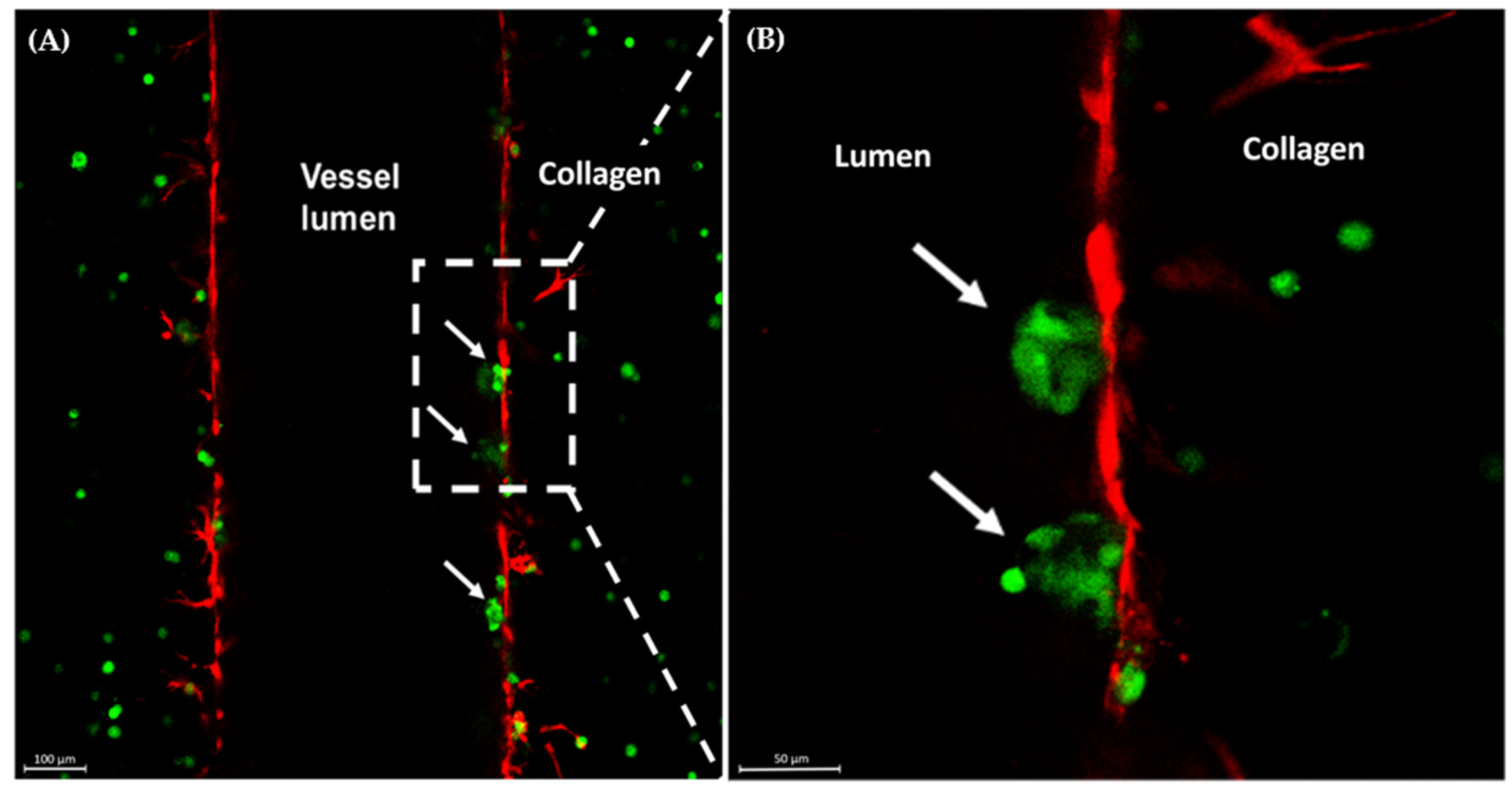 Cancers 15 04883 g002