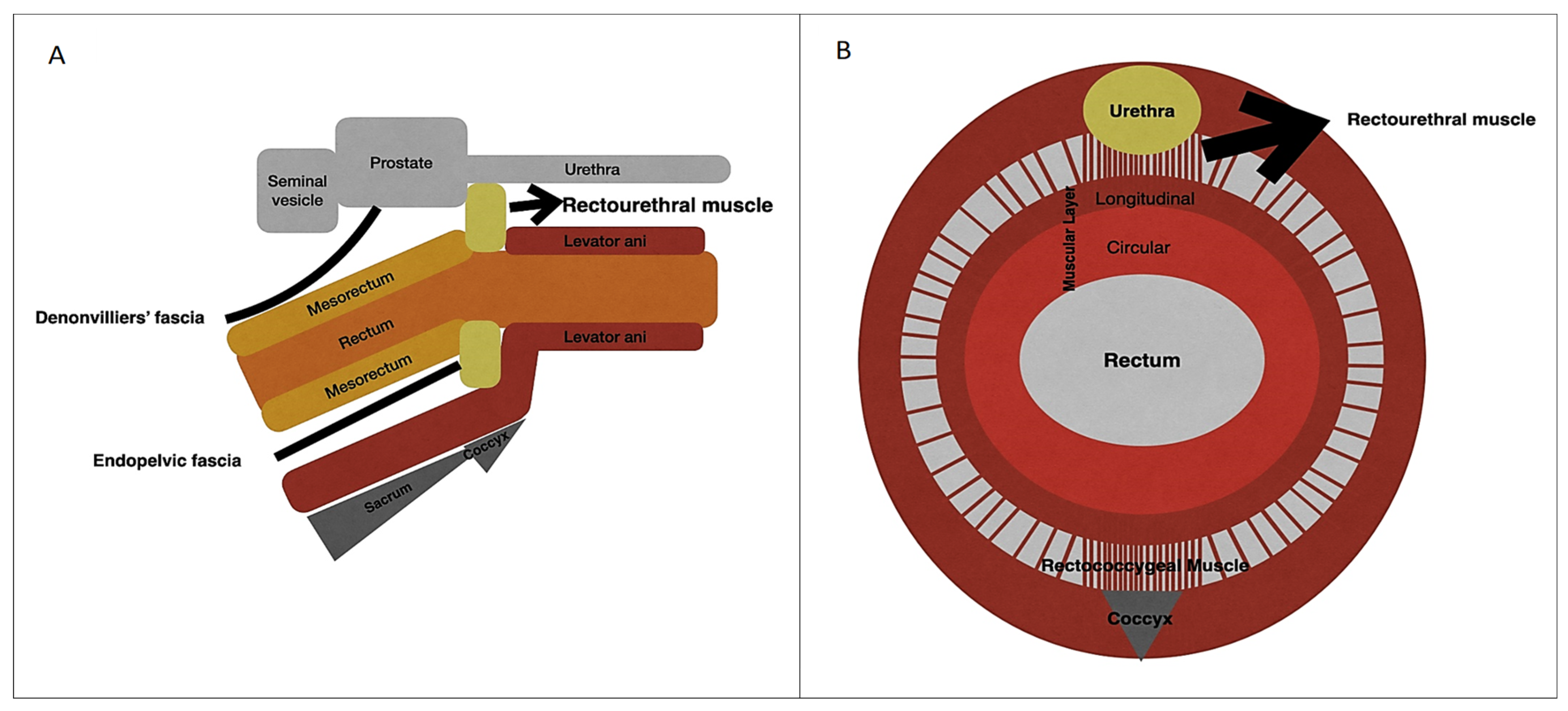 Cancers 15 04955 g001