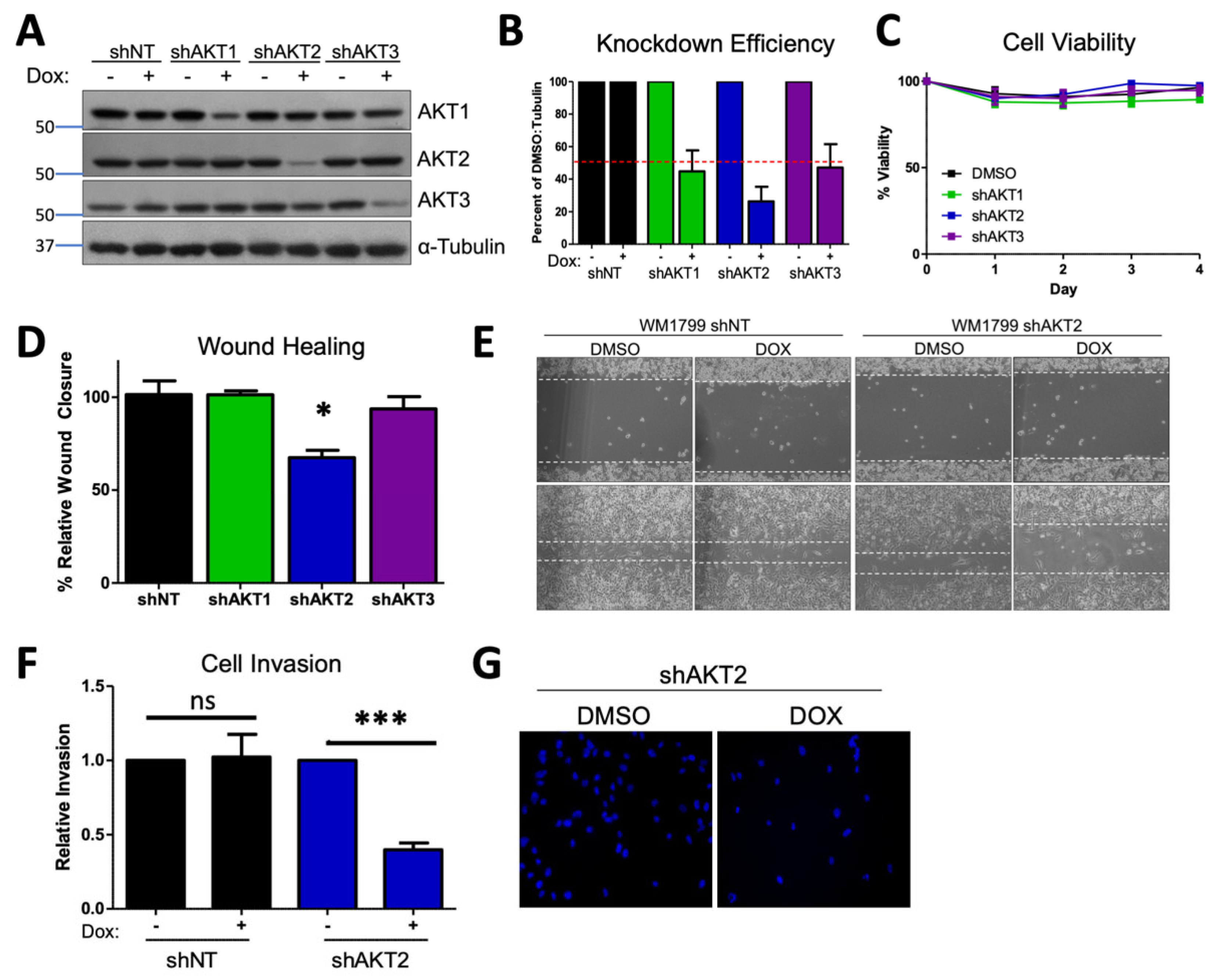Cancers 15 04958 g001