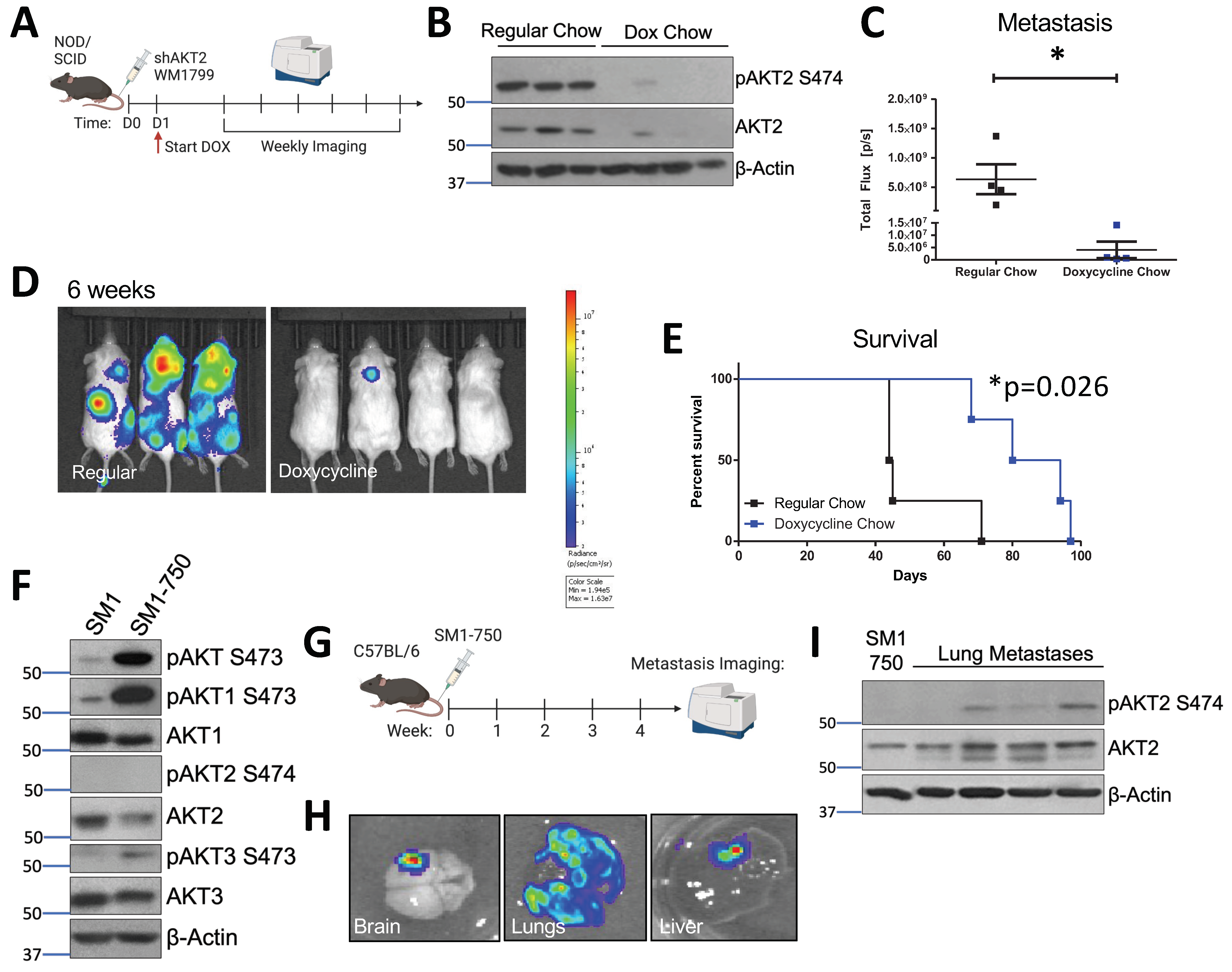 Cancers 15 04958 g003