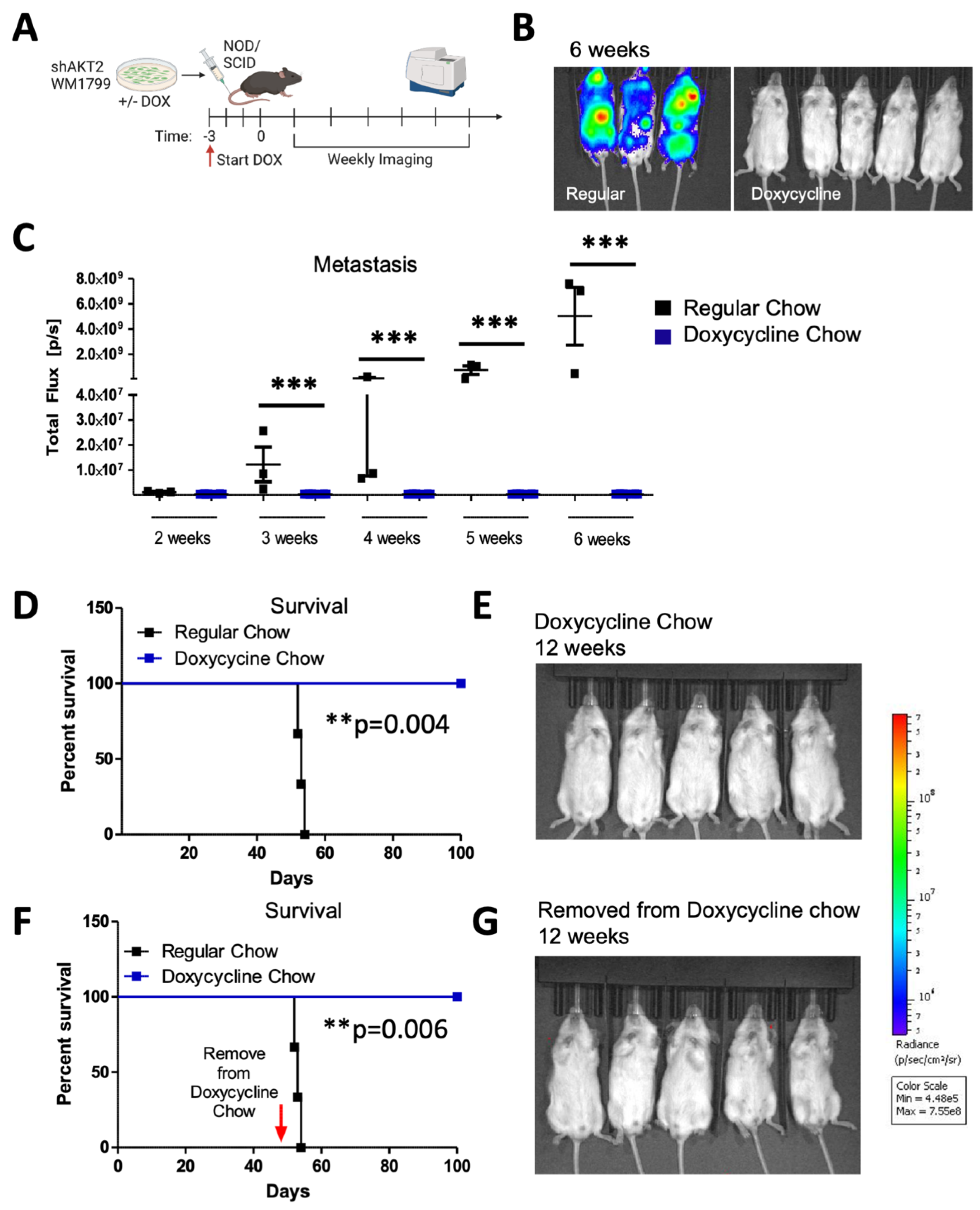 Cancers 15 04958 g004