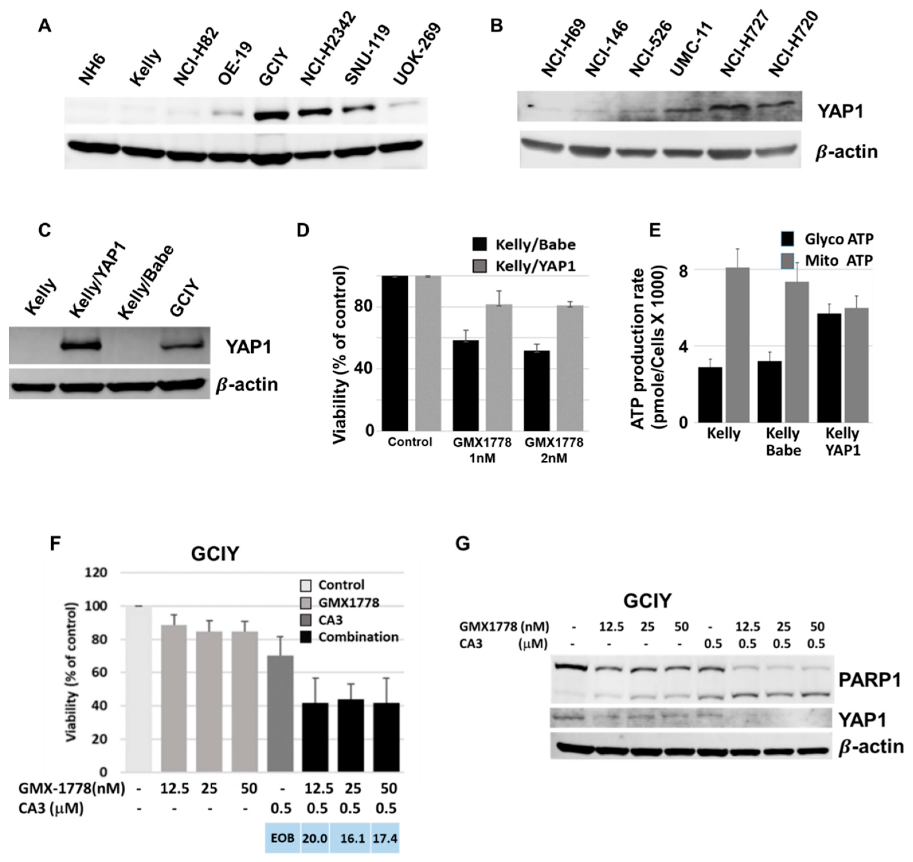 Cancers 15 04960 g005
