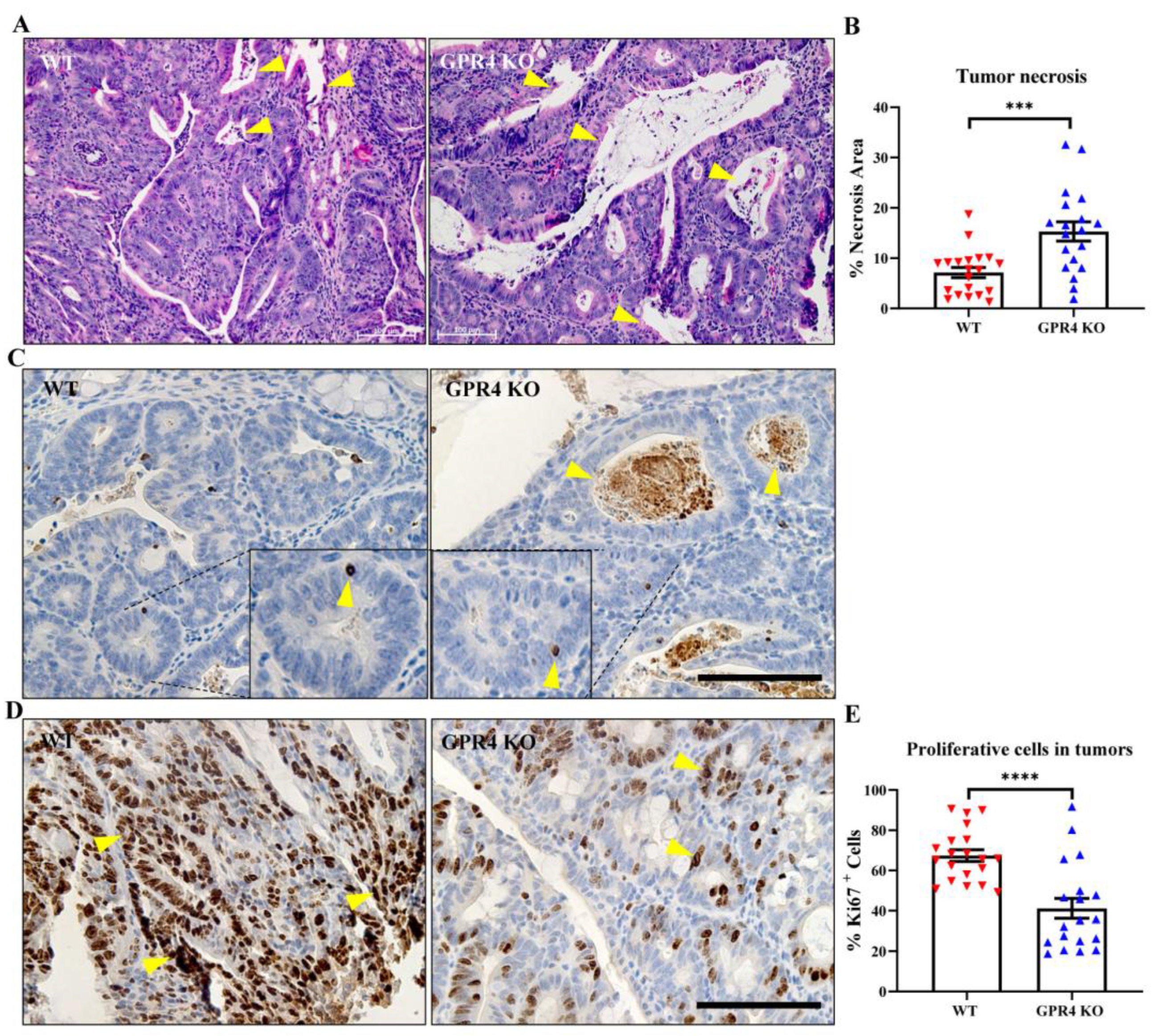 Cancers 15 04974 g006