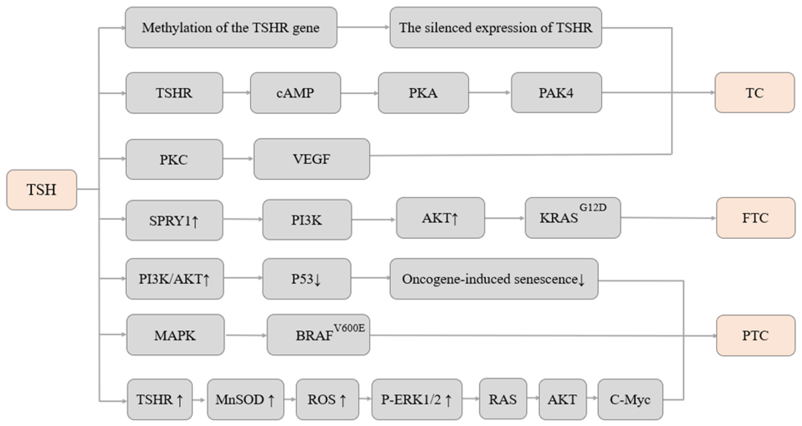 Cancers 15 05017 g001