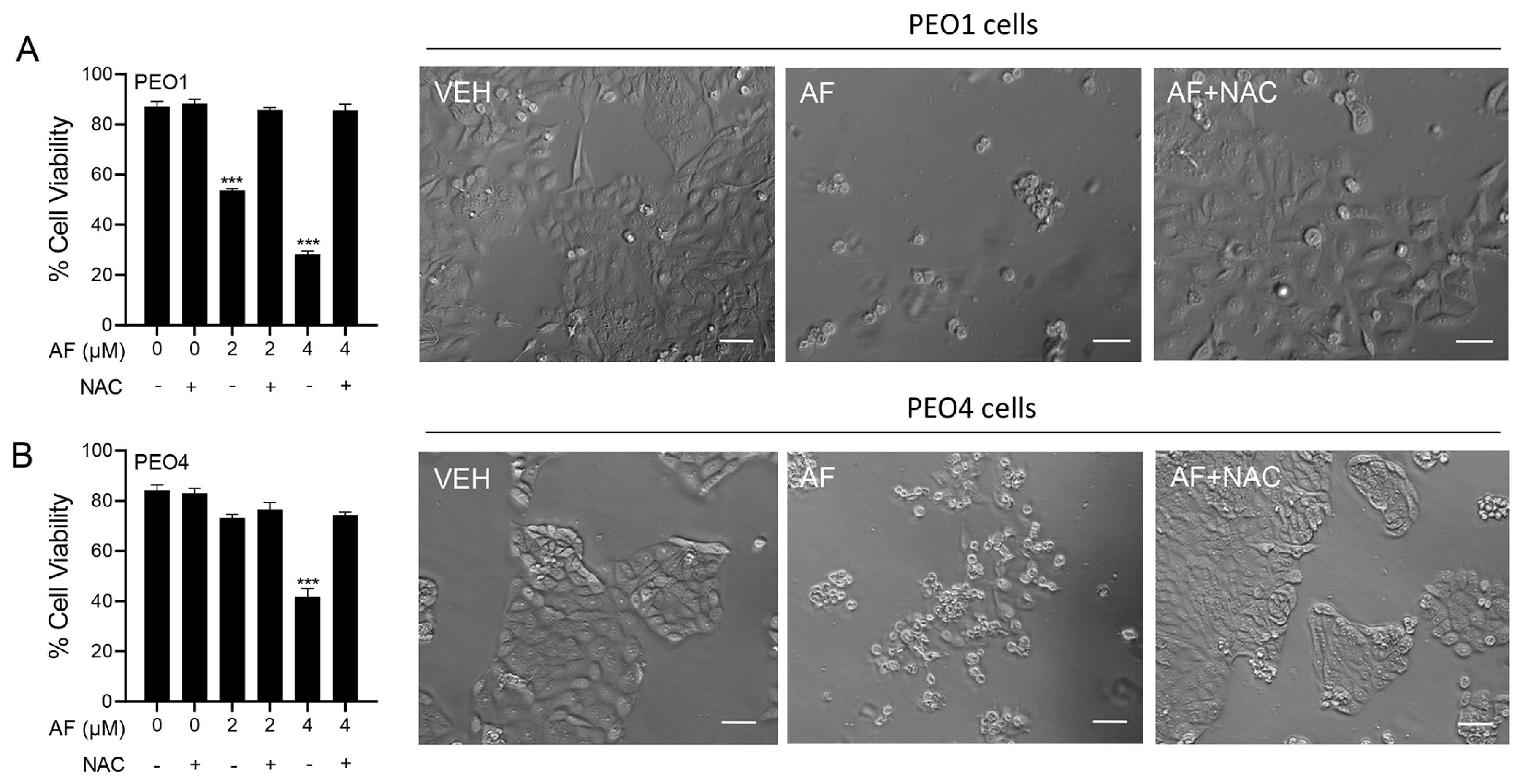 Cancers 15 05136 g006