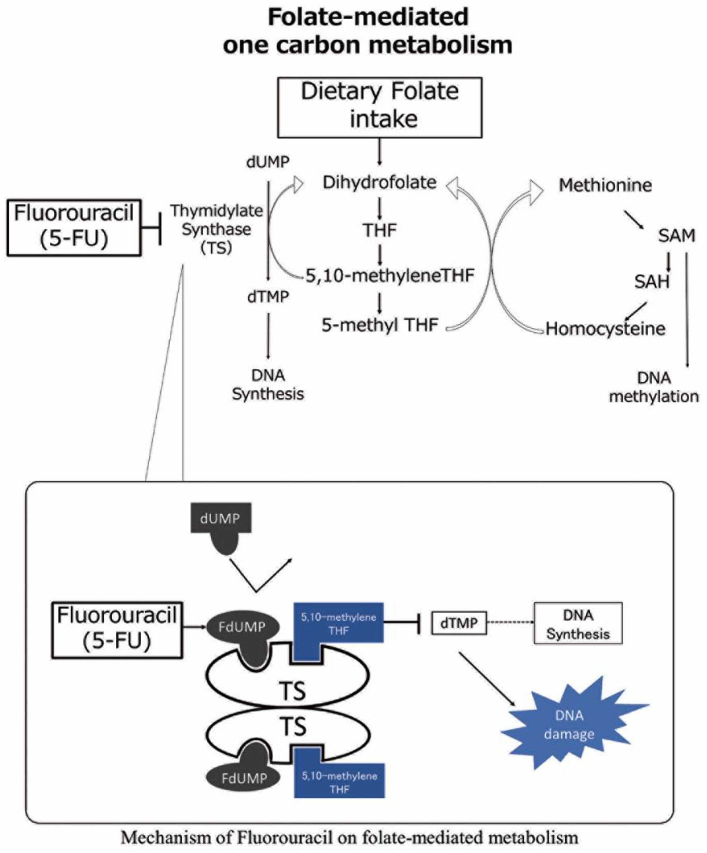 Cancers 15 05150 g001 Cancers 15 05150 g001