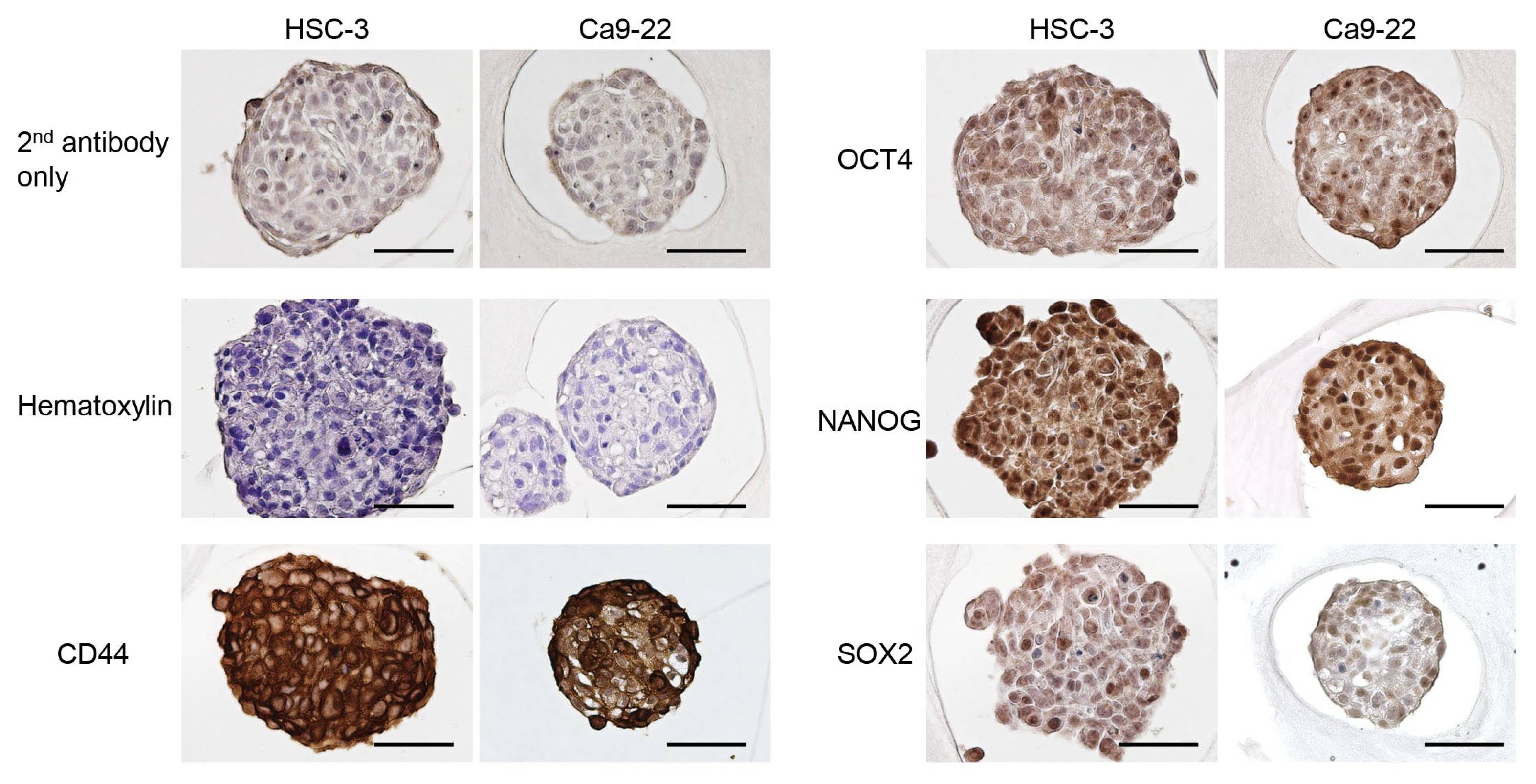 Cancers 15 05162 g003