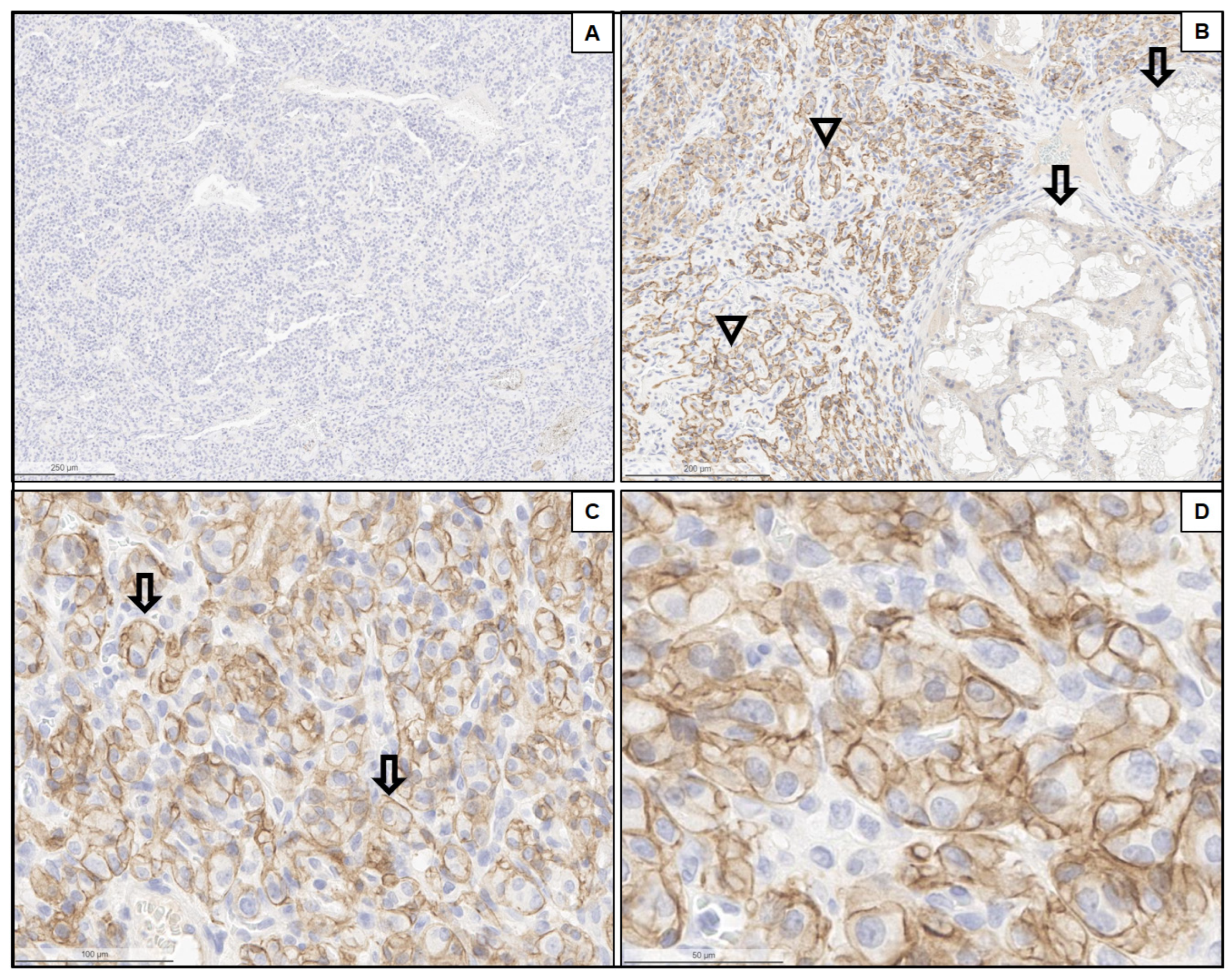 Cancers 15 05199 g001