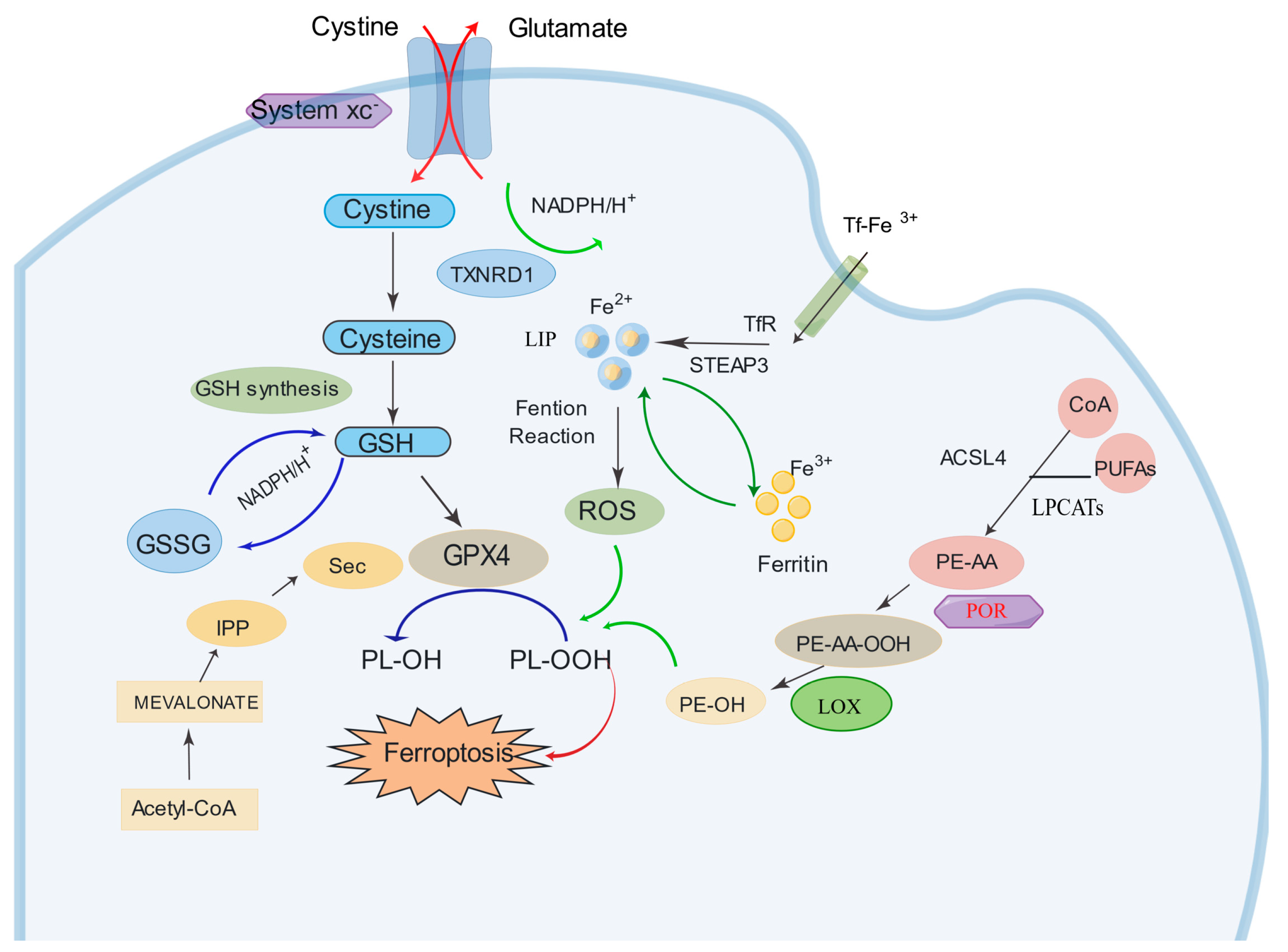 Cancers 15 05209 g001