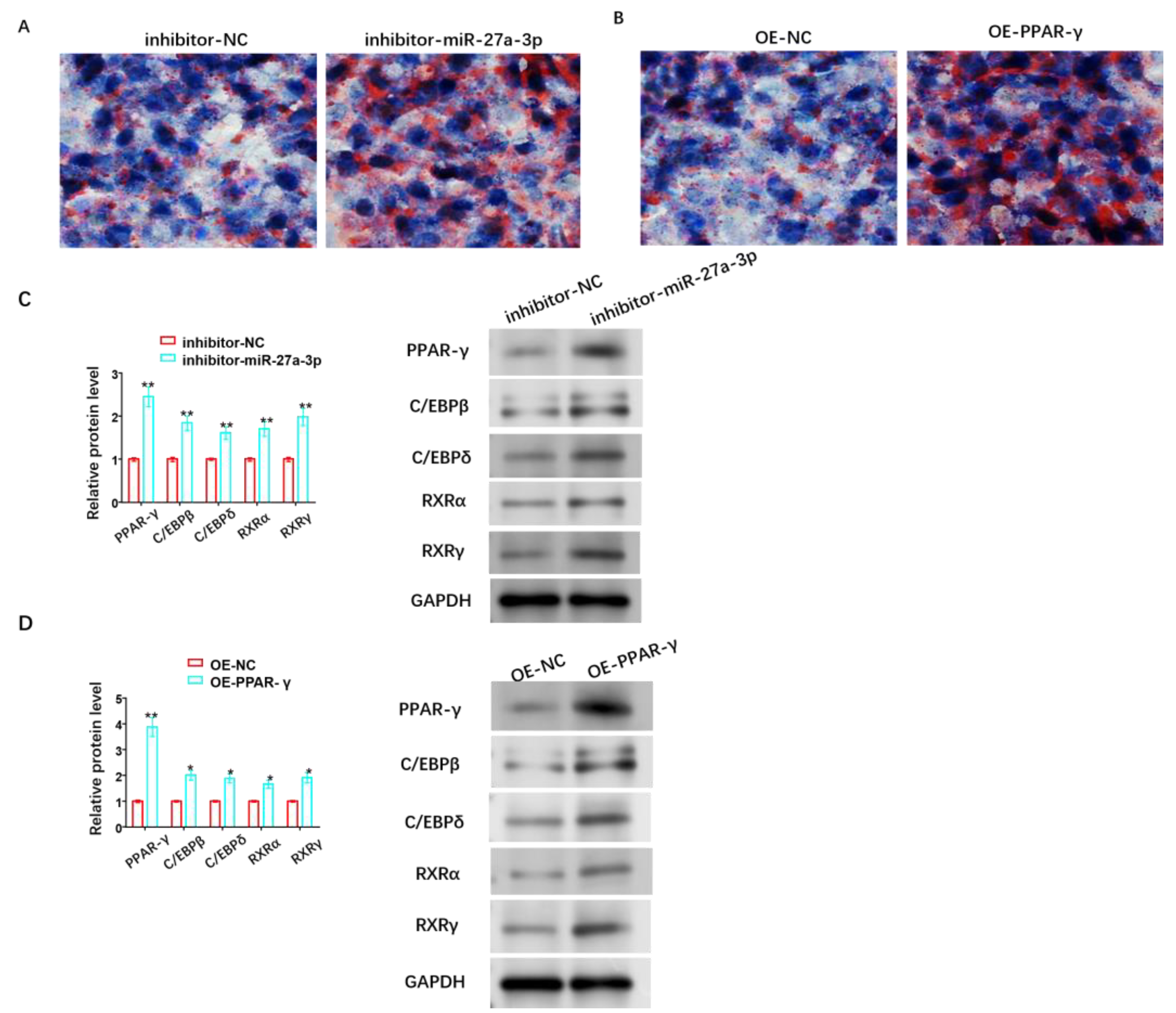 Cancers 15 05213 g007