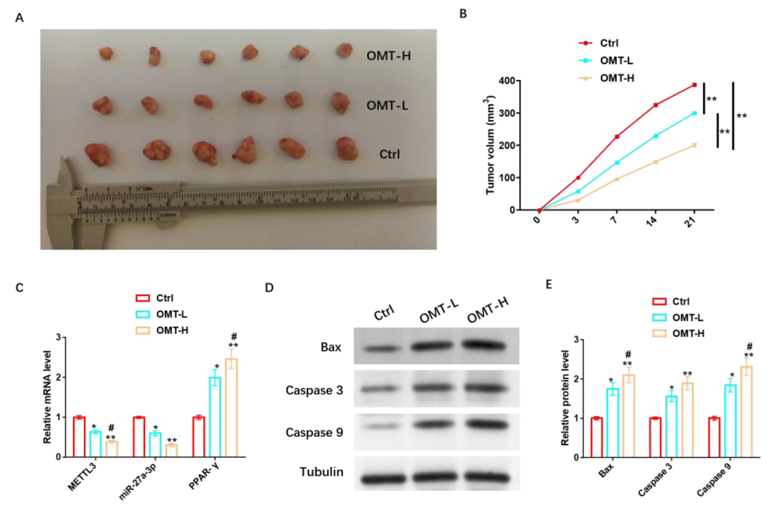 Cancers 15 05213 g011