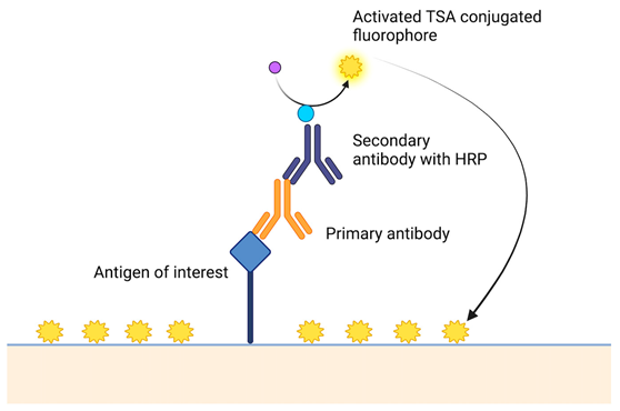 Cancers 15 05217 i001