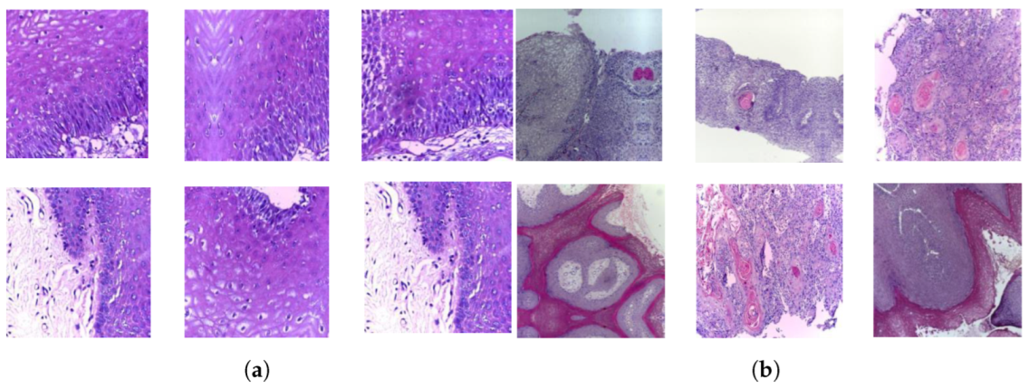 Cancers 15 05247 g002