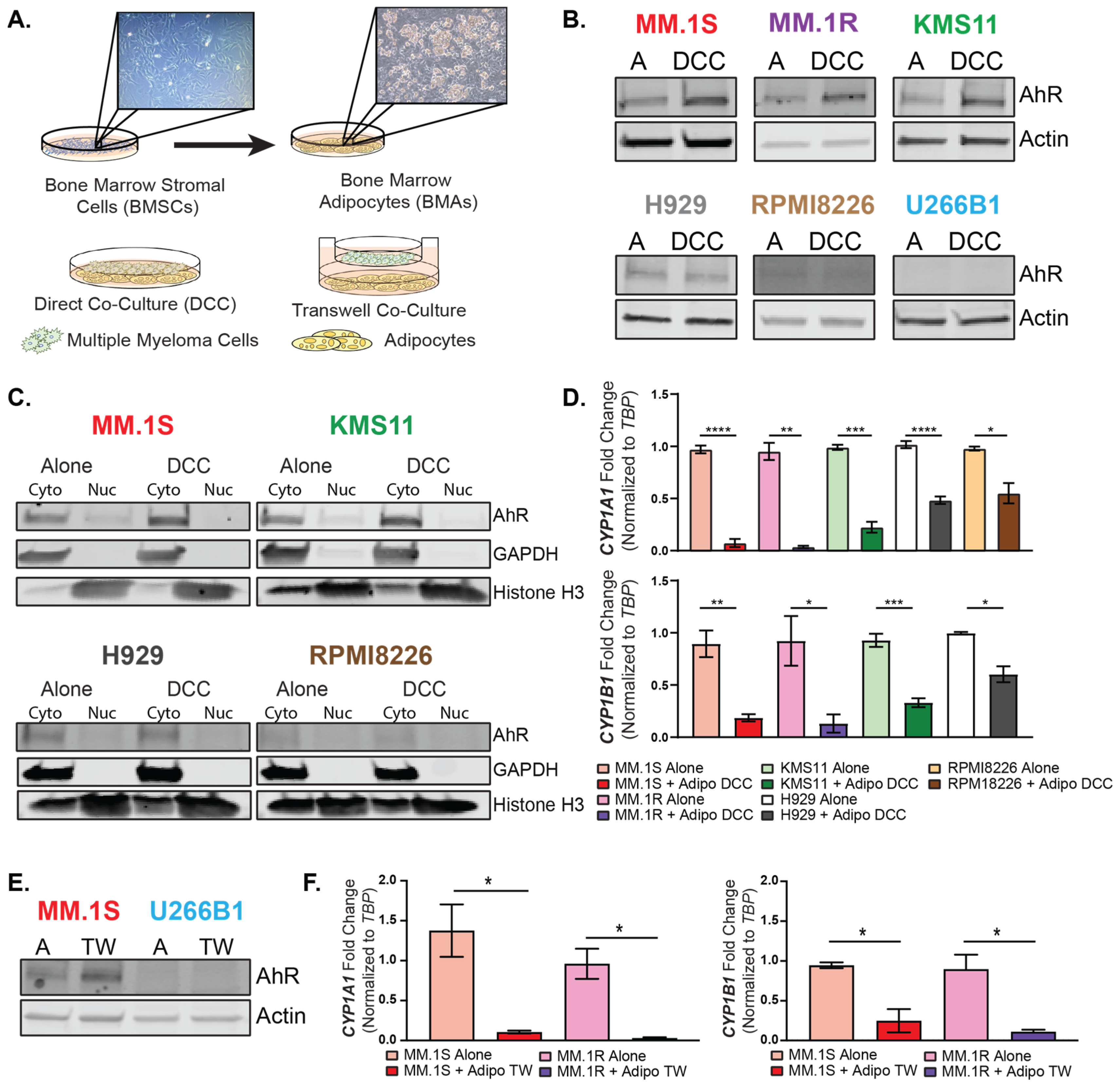 Cancers 15 05255 g003