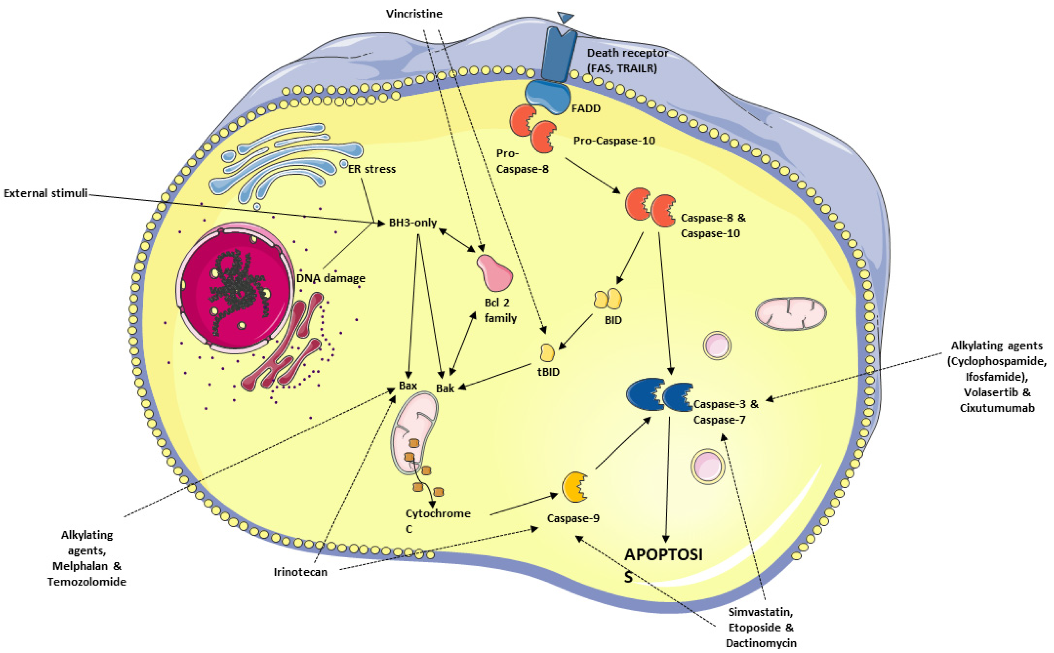 Cancers 15 05269 g002
