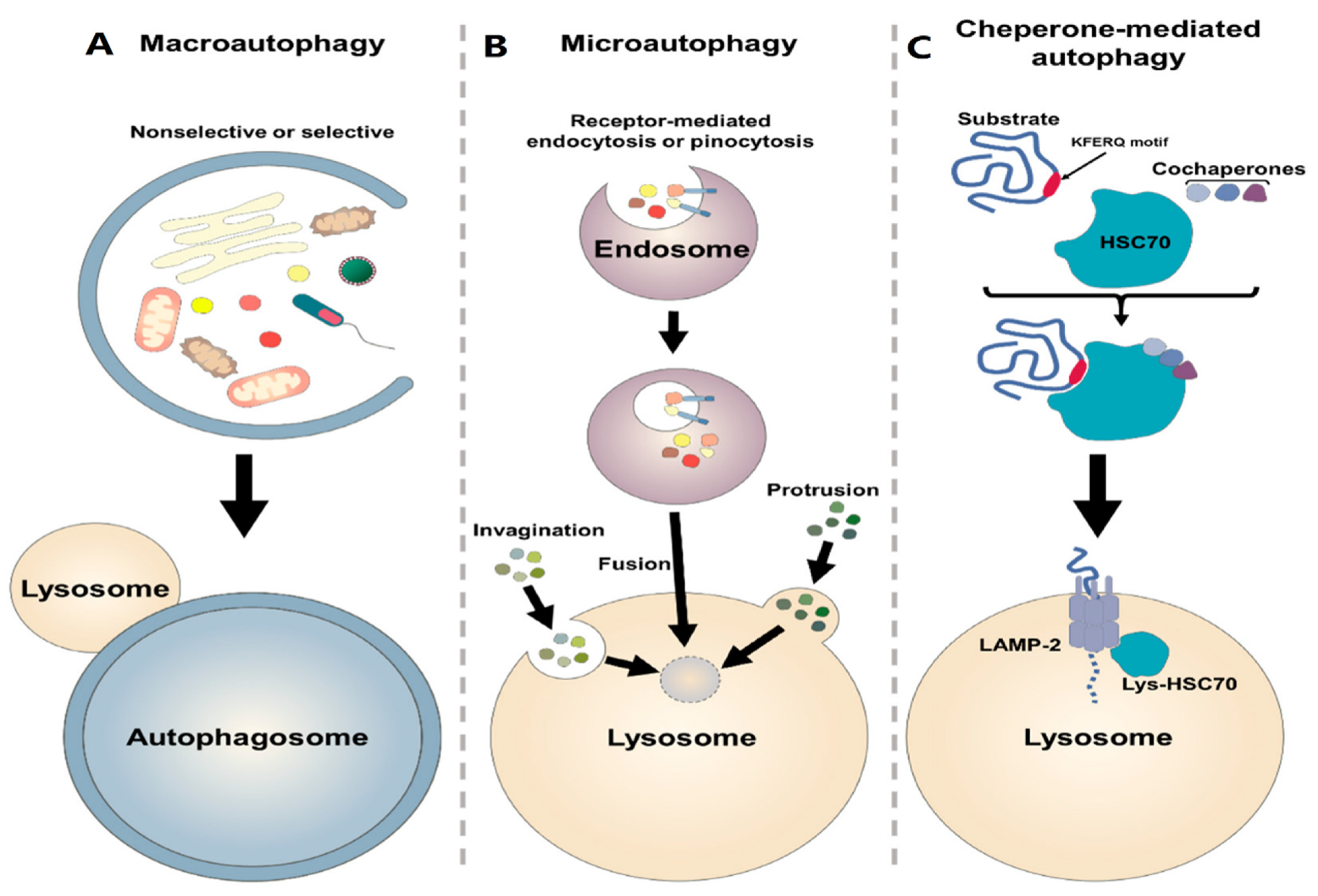 Cancers 15 05269 g003