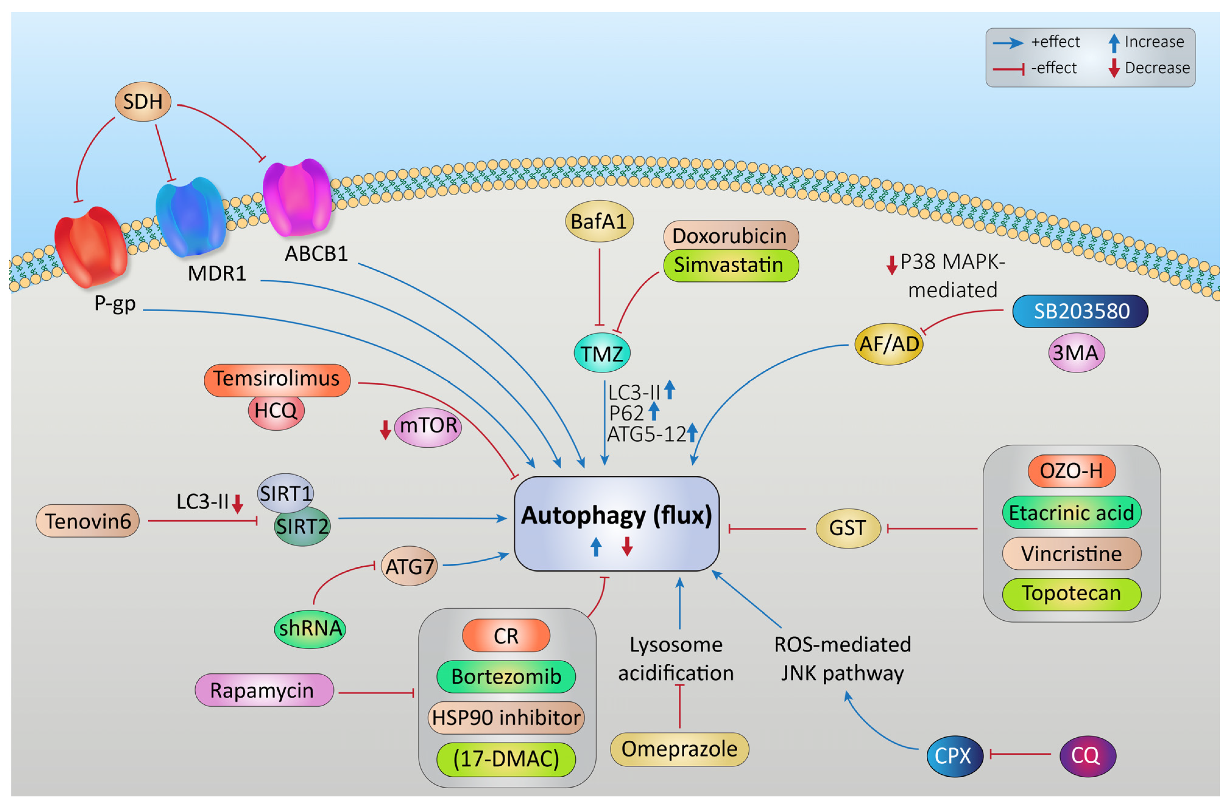 Cancers 15 05269 g004