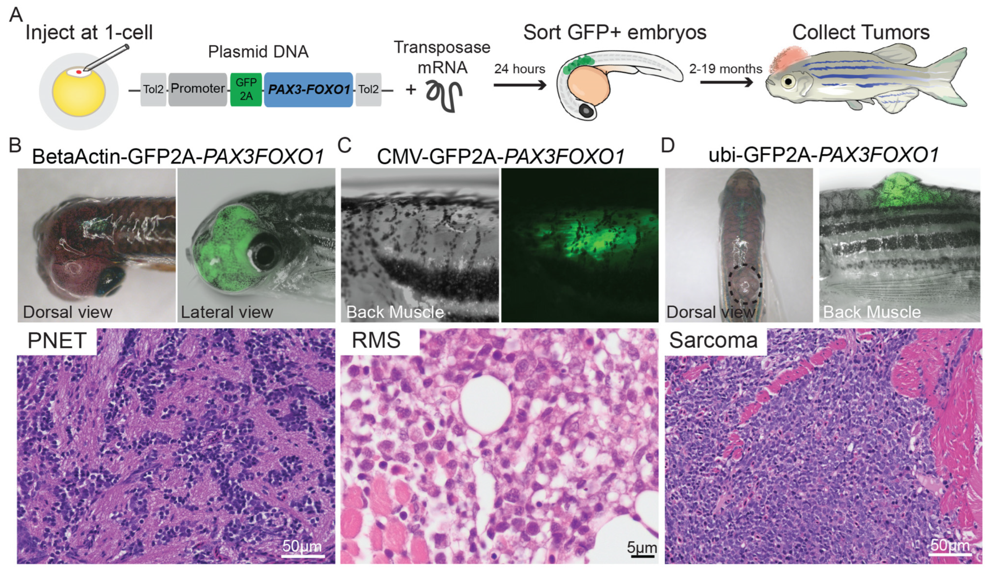 Cancers 15 05269 g011