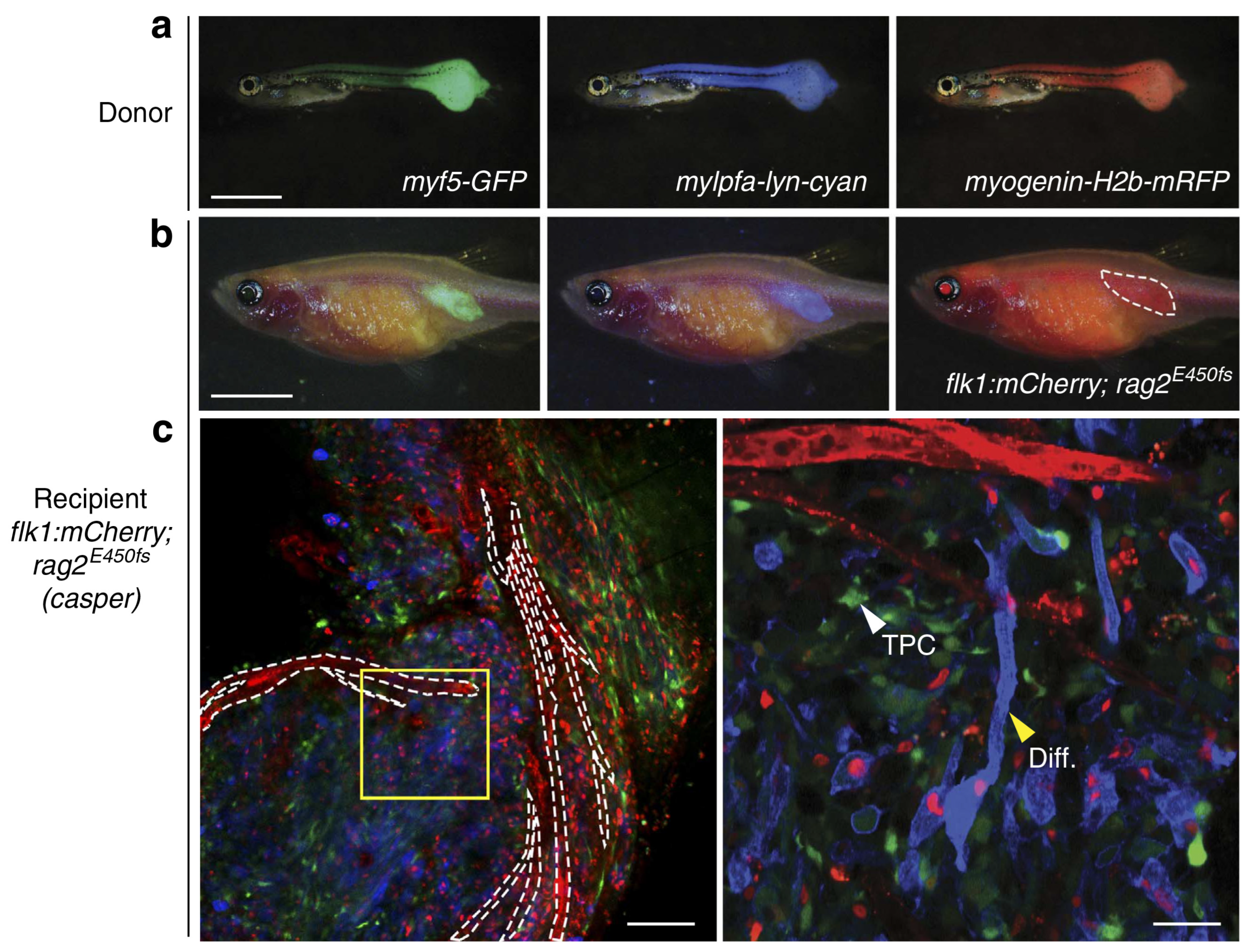 Cancers 15 05269 g012