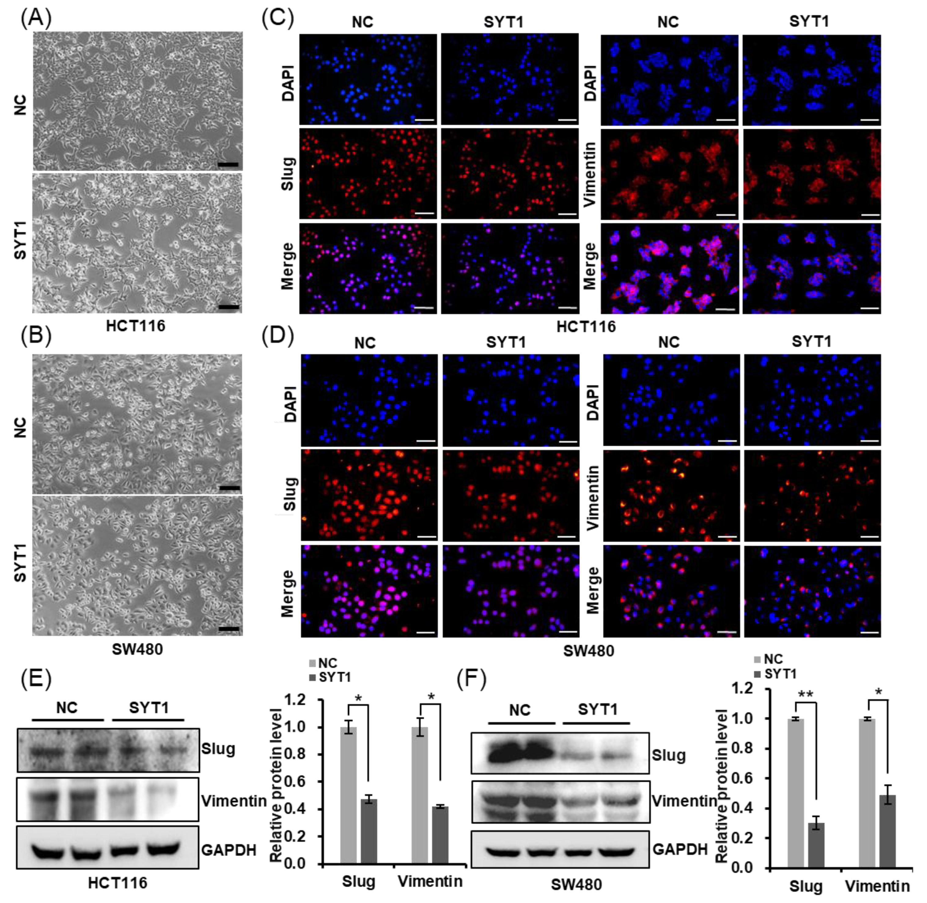 Cancers 15 05282 g006