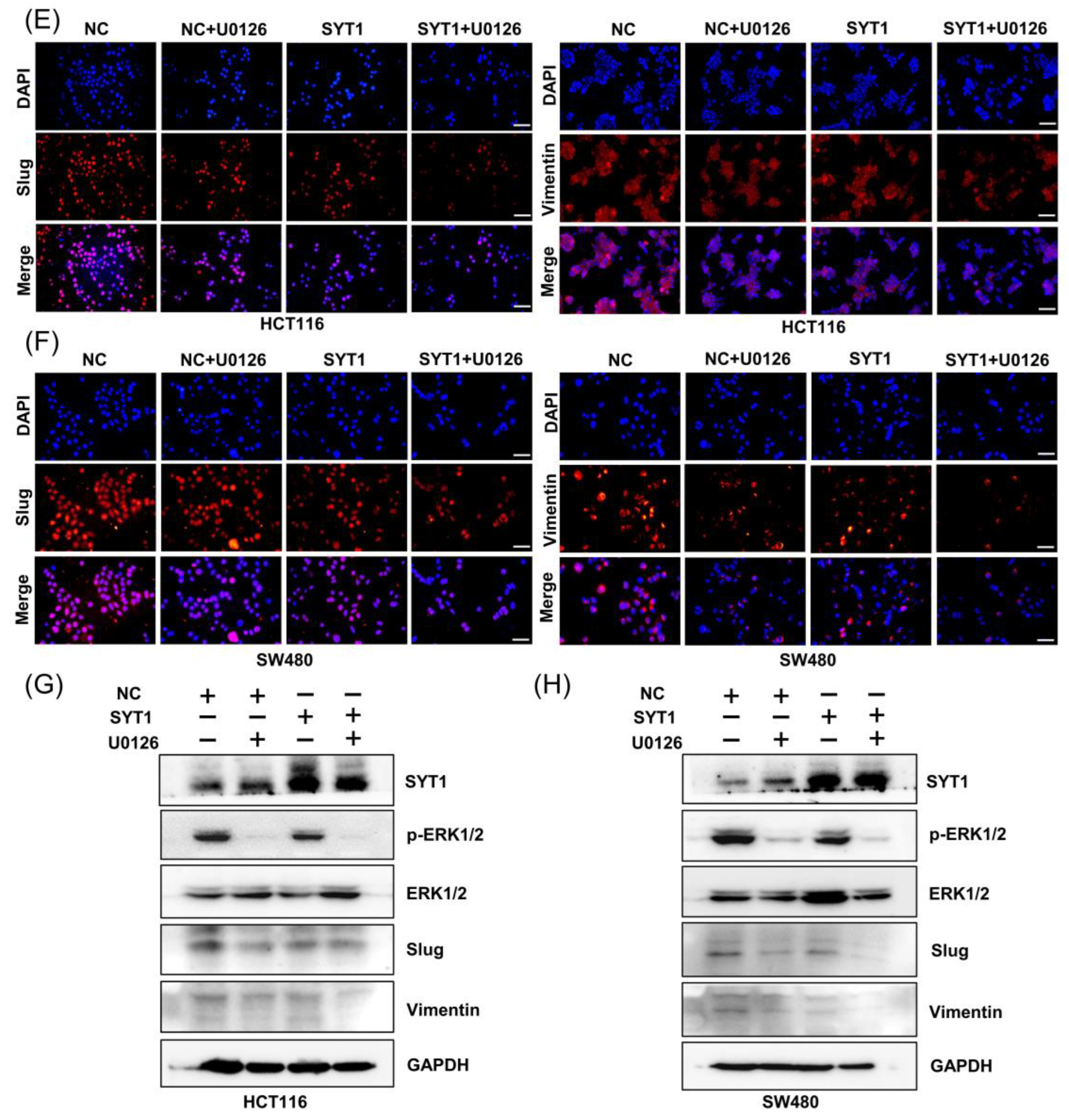 Cancers 15 05282 g008b