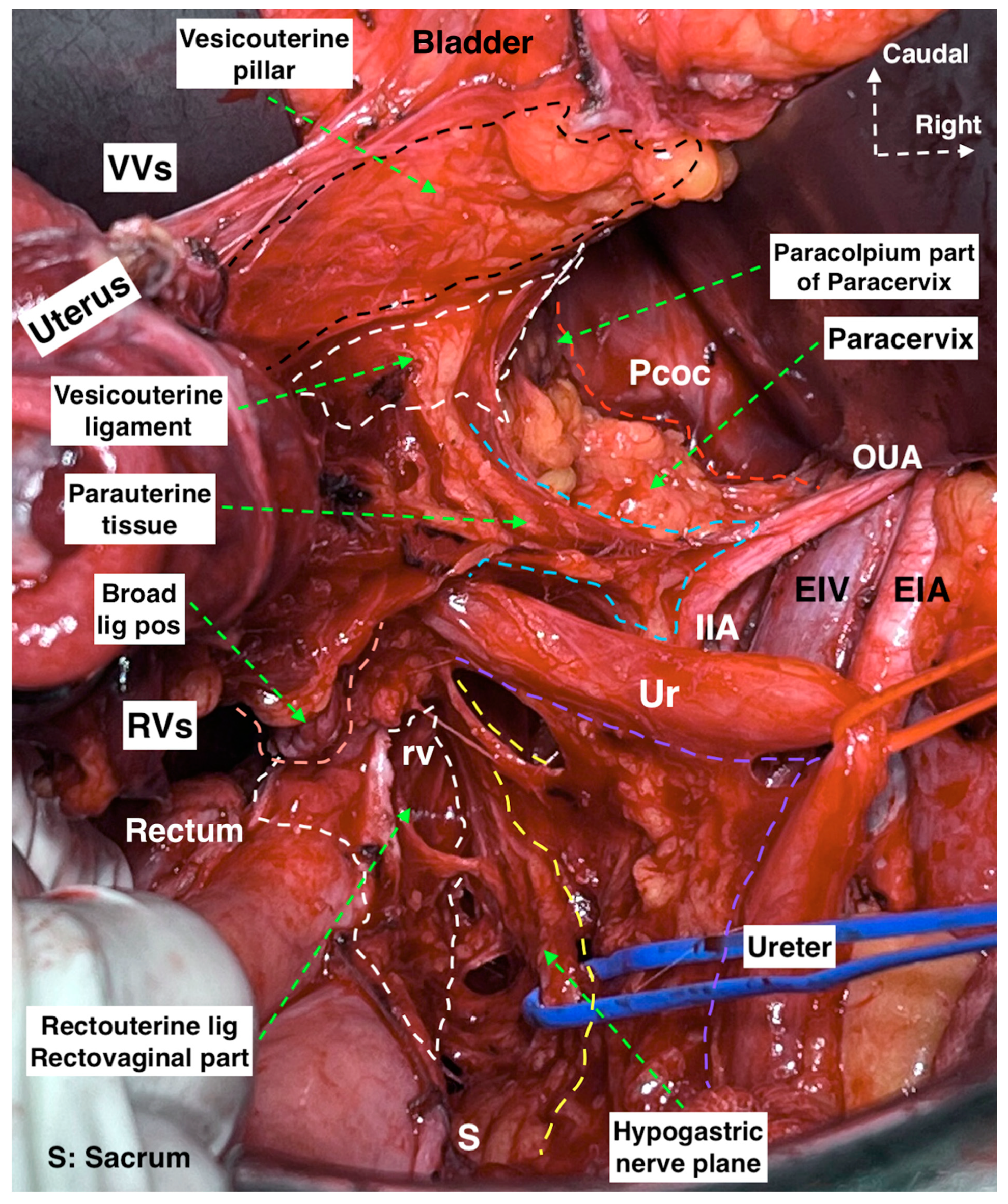 Cancers 15 05295 g002