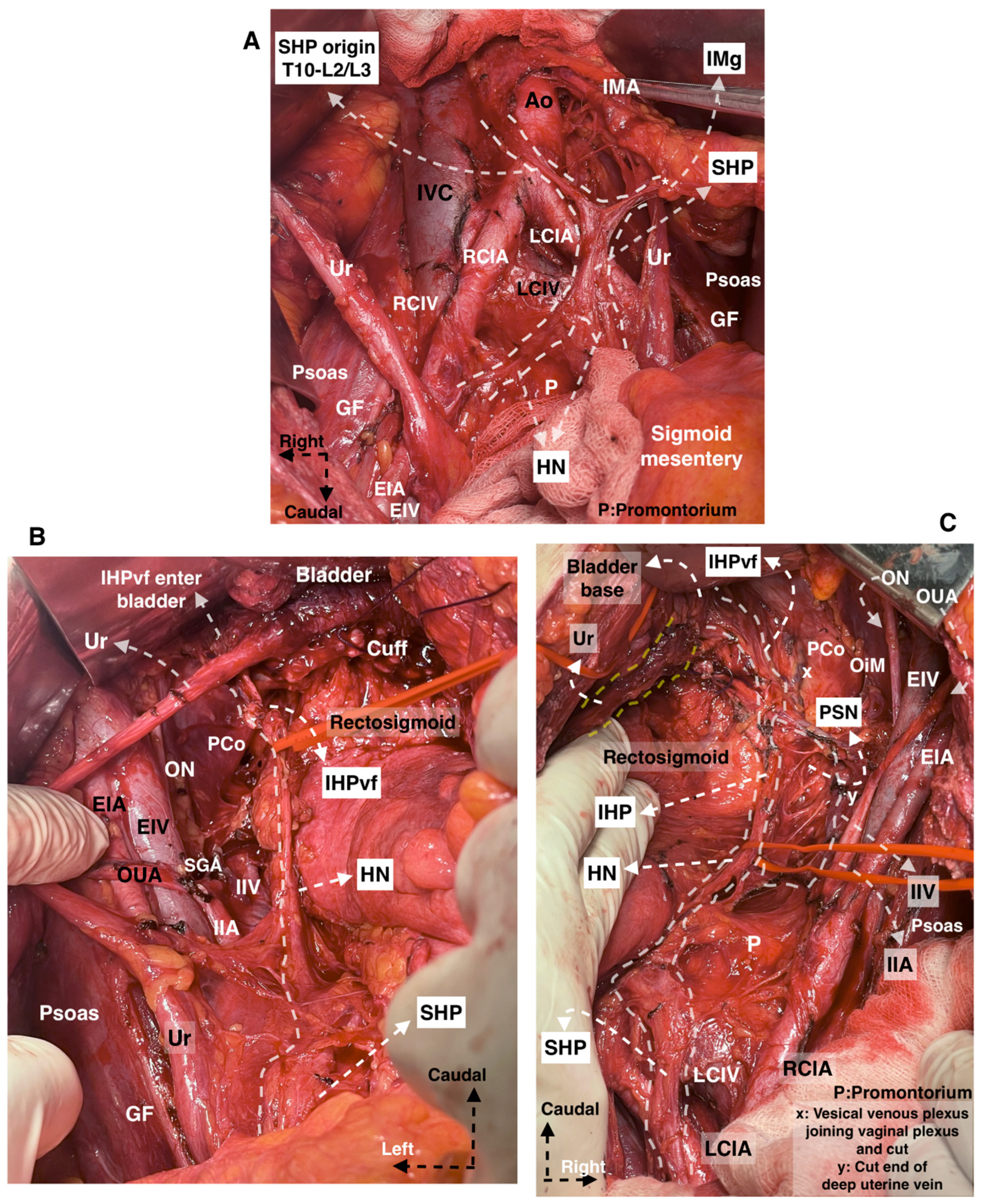 Cancers 15 05295 g003