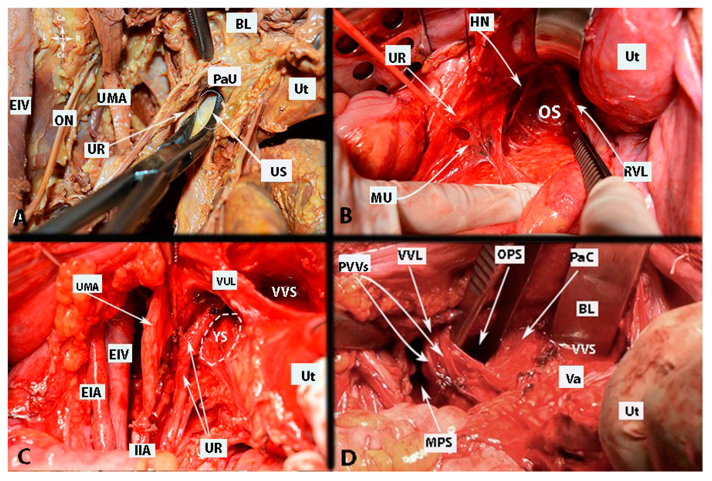 Cancers 15 05295 g004