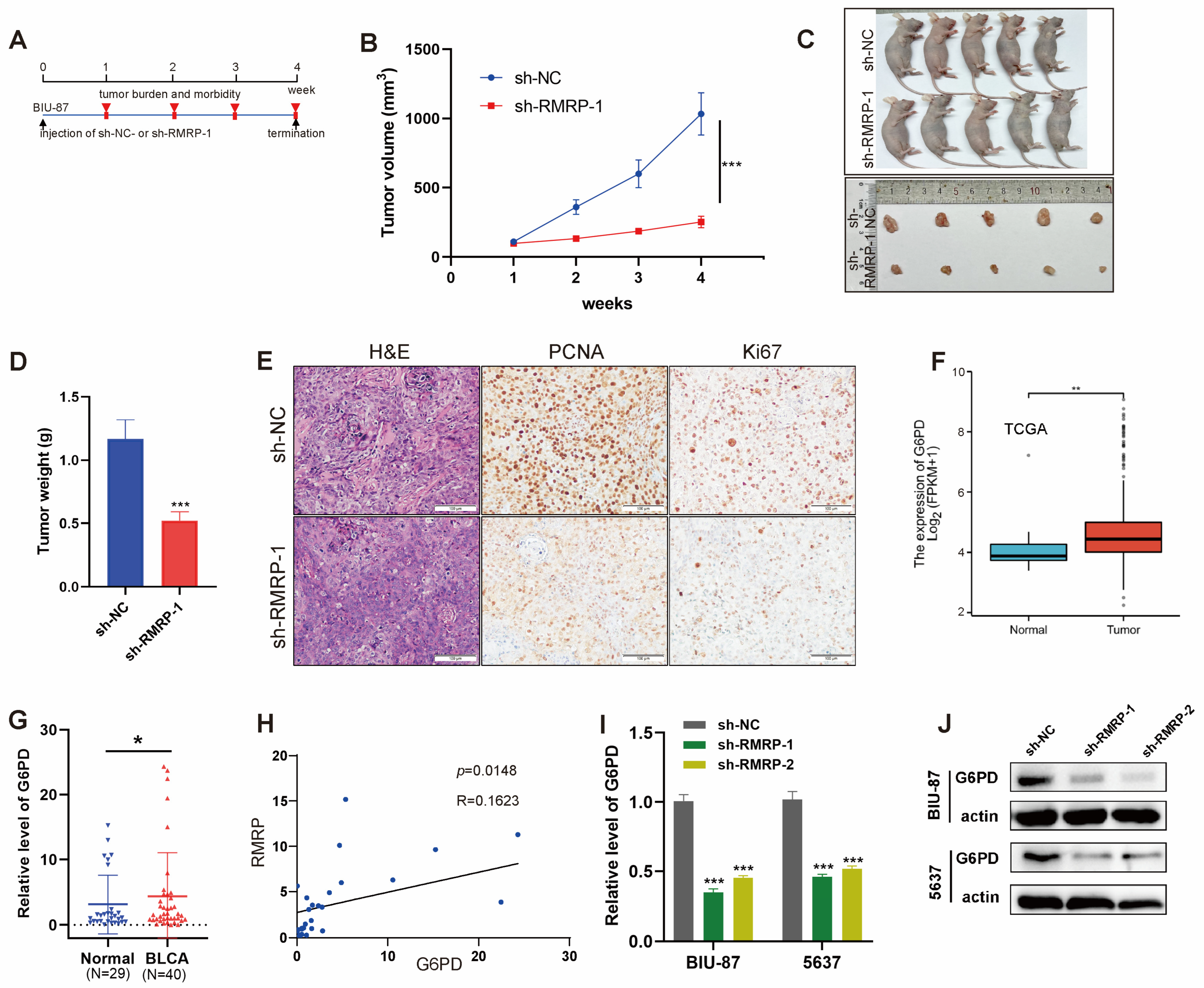 Cancers 15 05305 g004