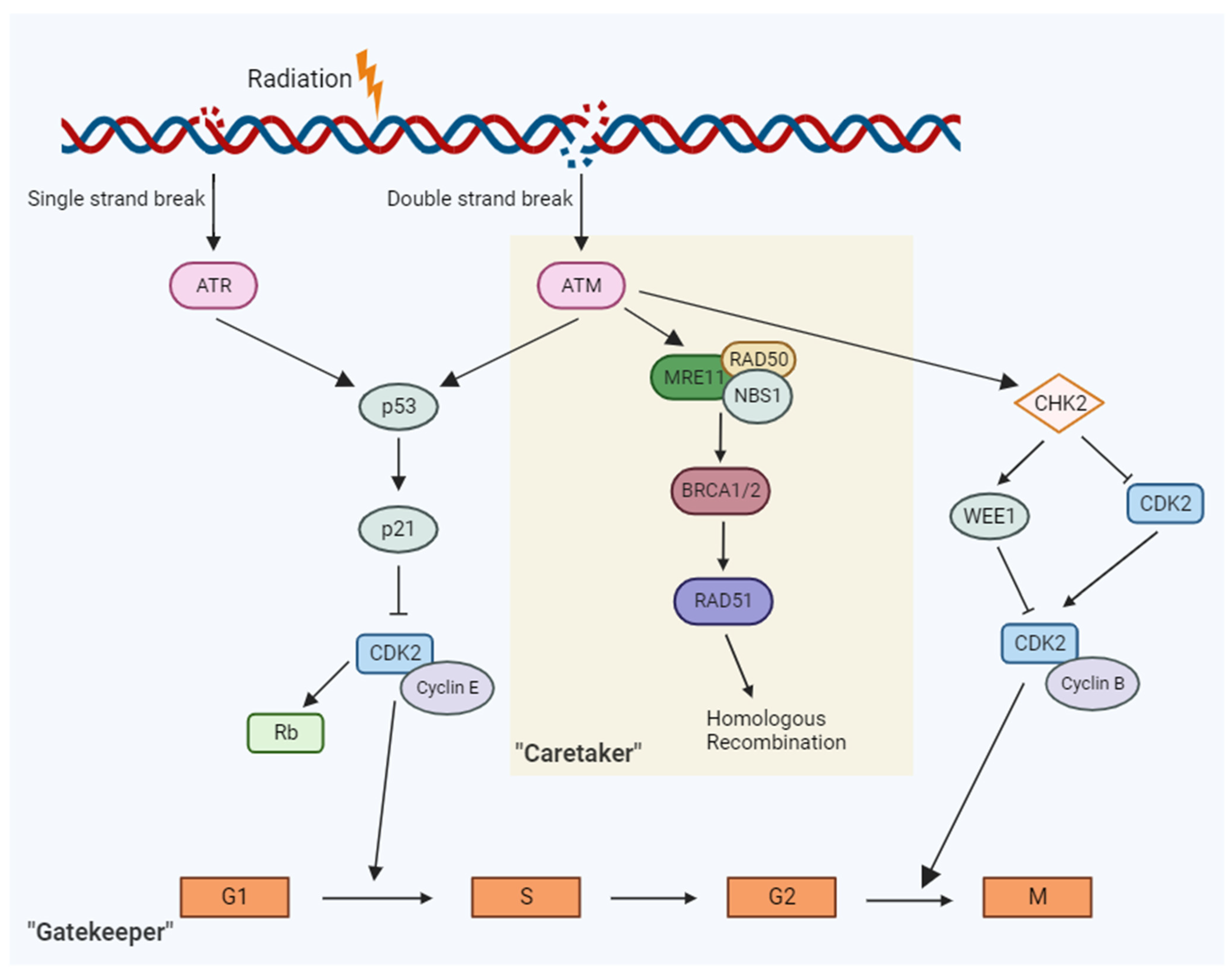 Cancers 15 05314 g001 Cancers 15 05314 g001