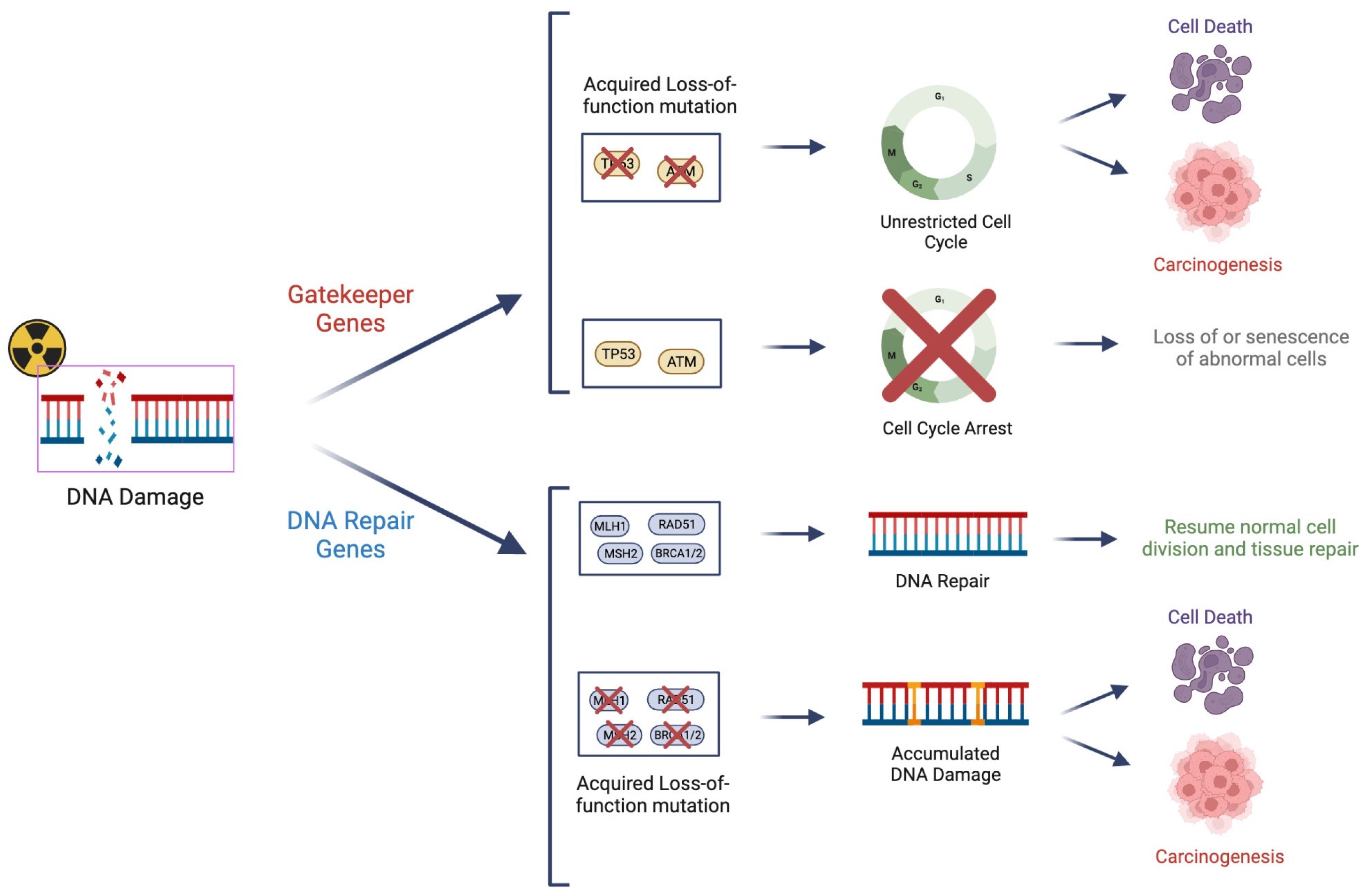 Cancers 15 05314 g002 Cancers 15 05314 g002