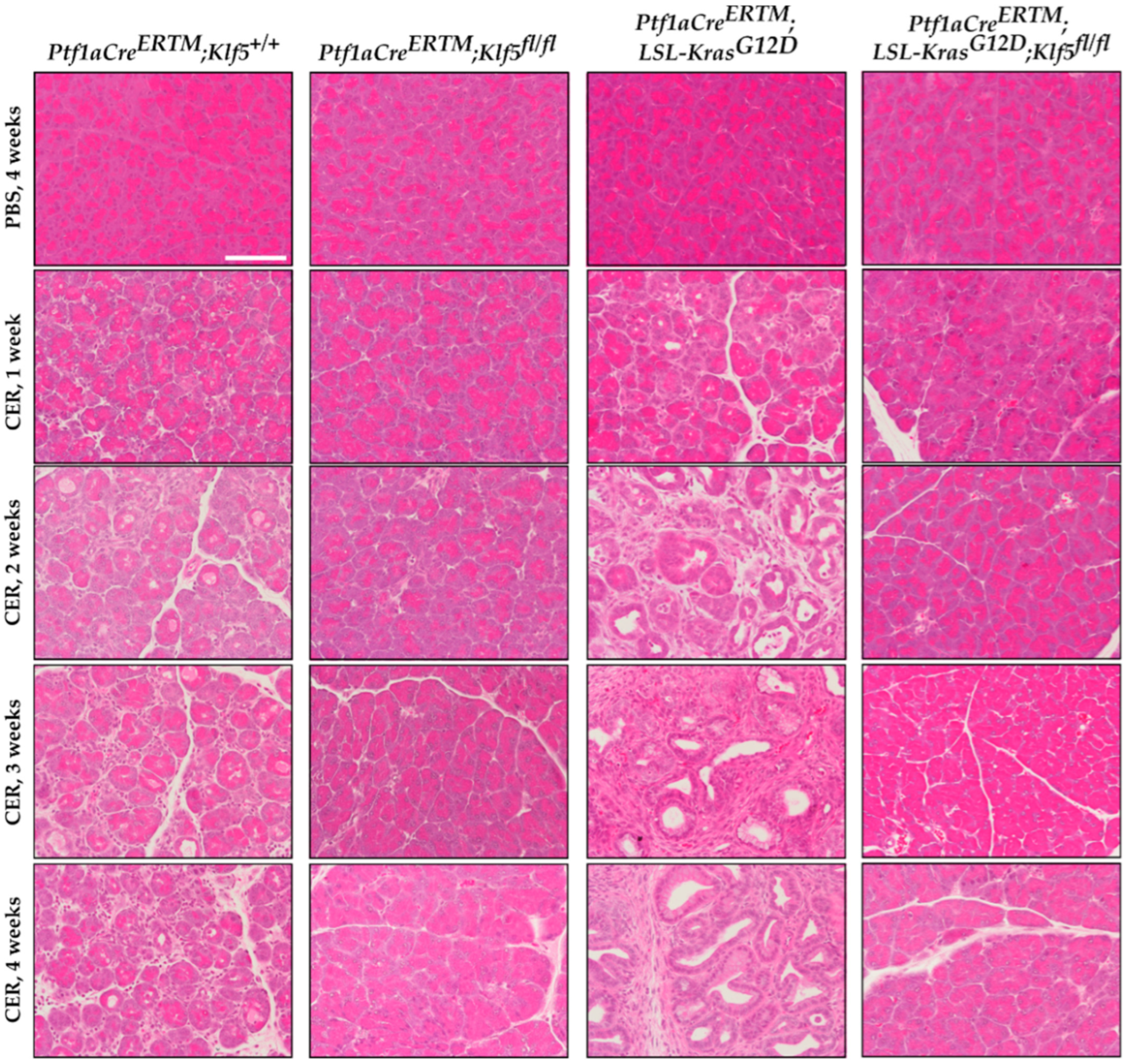 Cancers 15 05427 g002