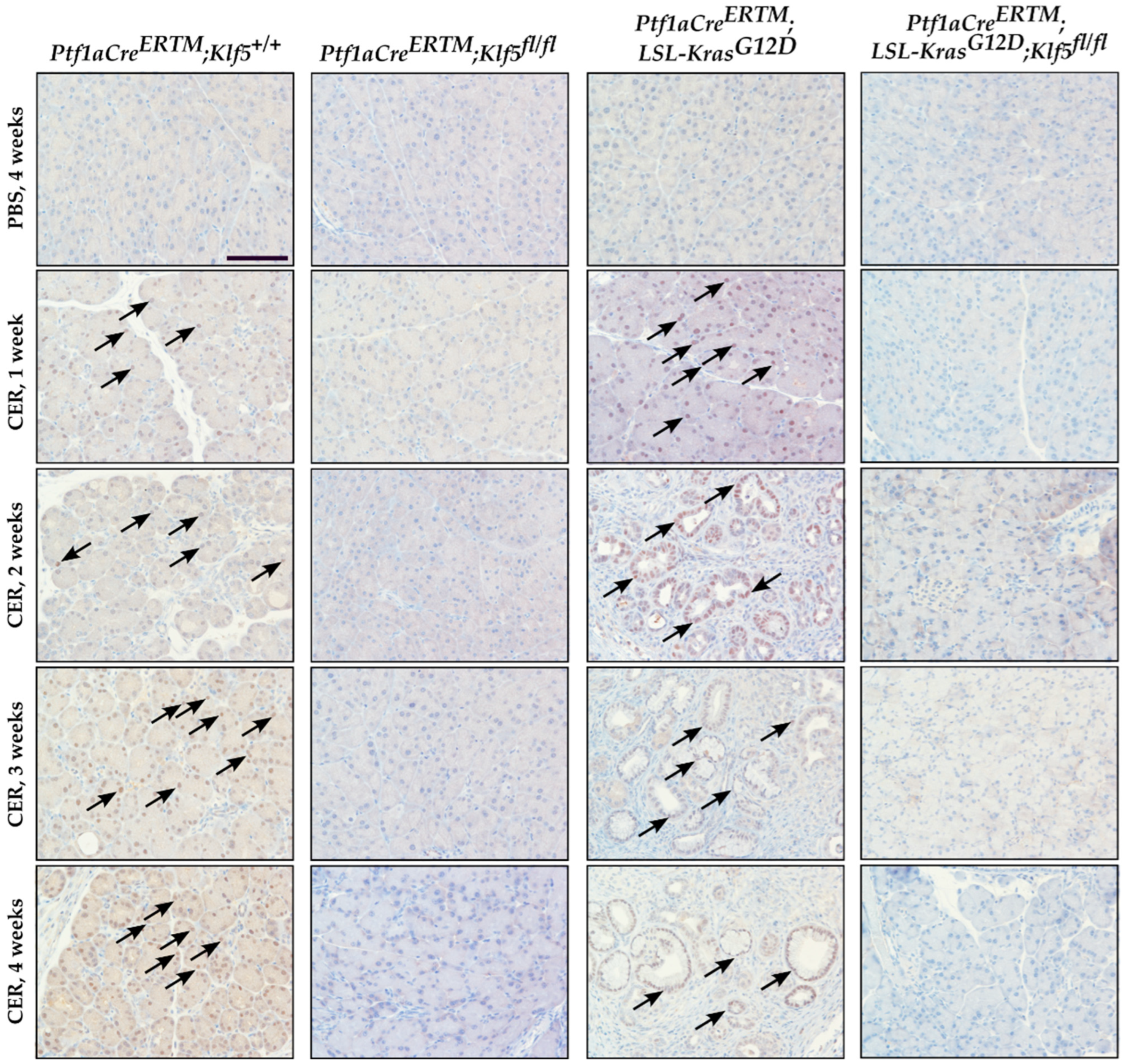 Cancers 15 05427 g004