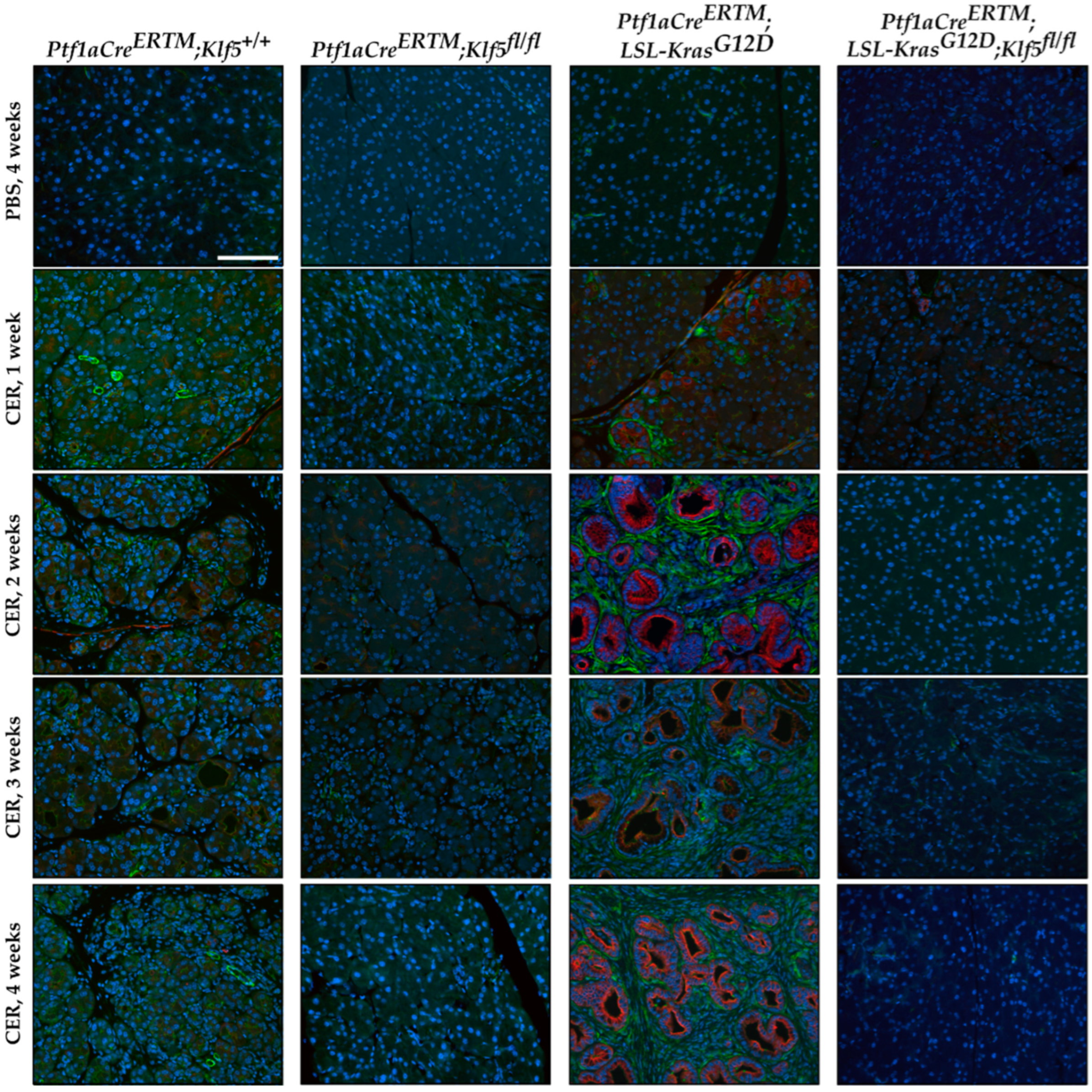 Cancers 15 05427 g007