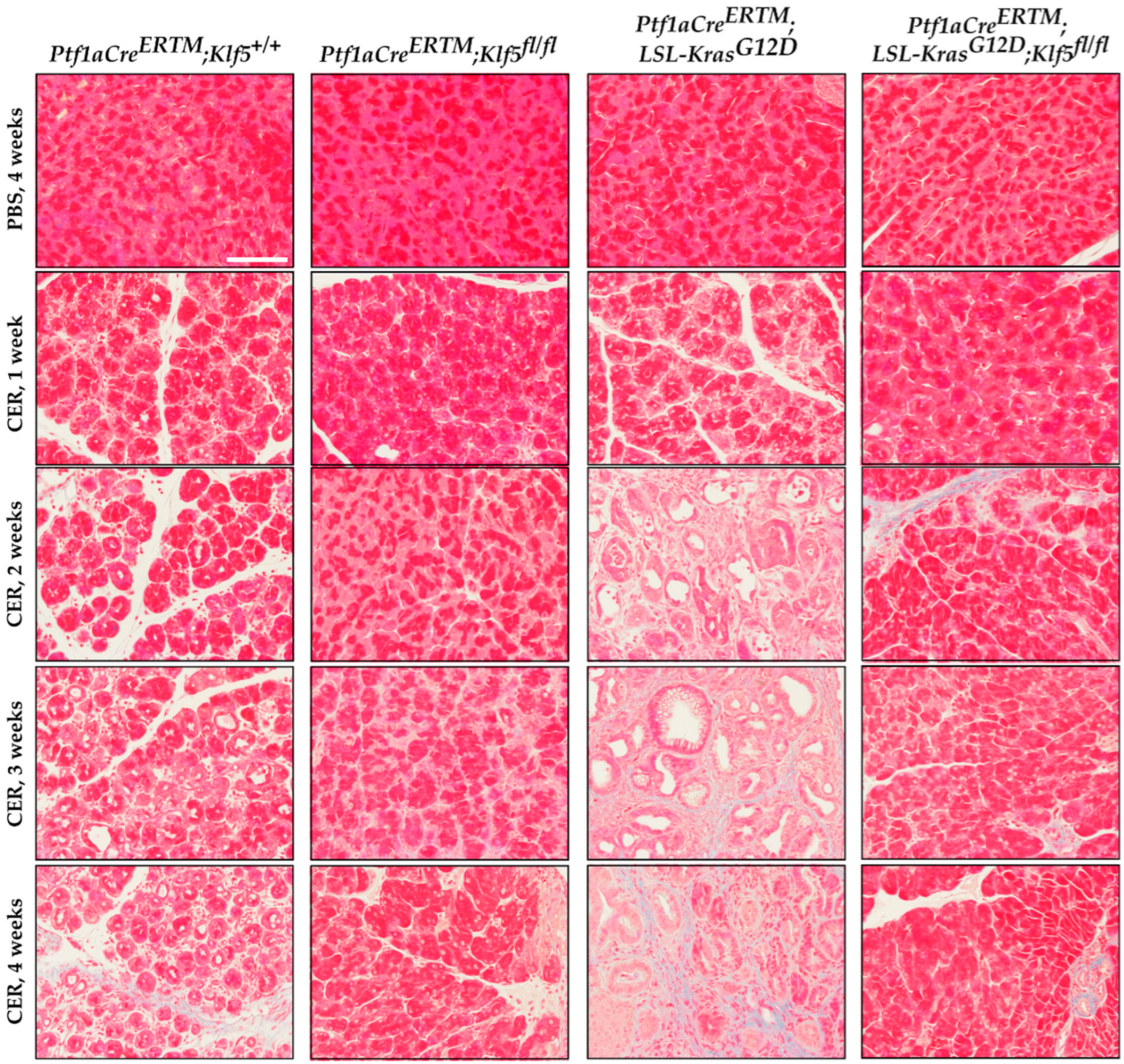 Cancers 15 05427 g008