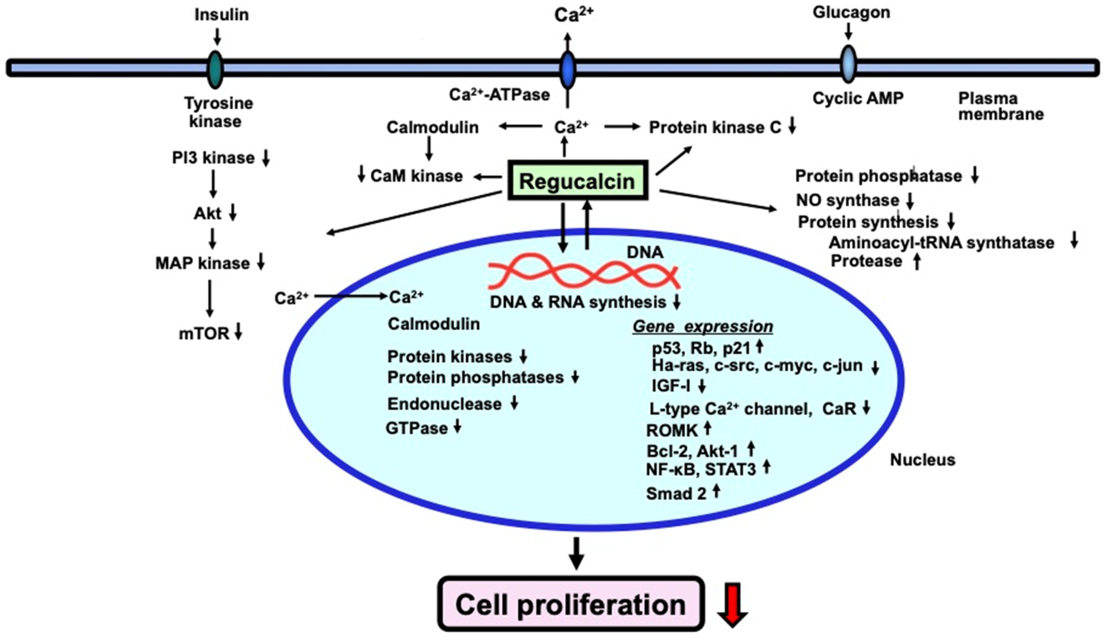 Cancers 15 05489 g002